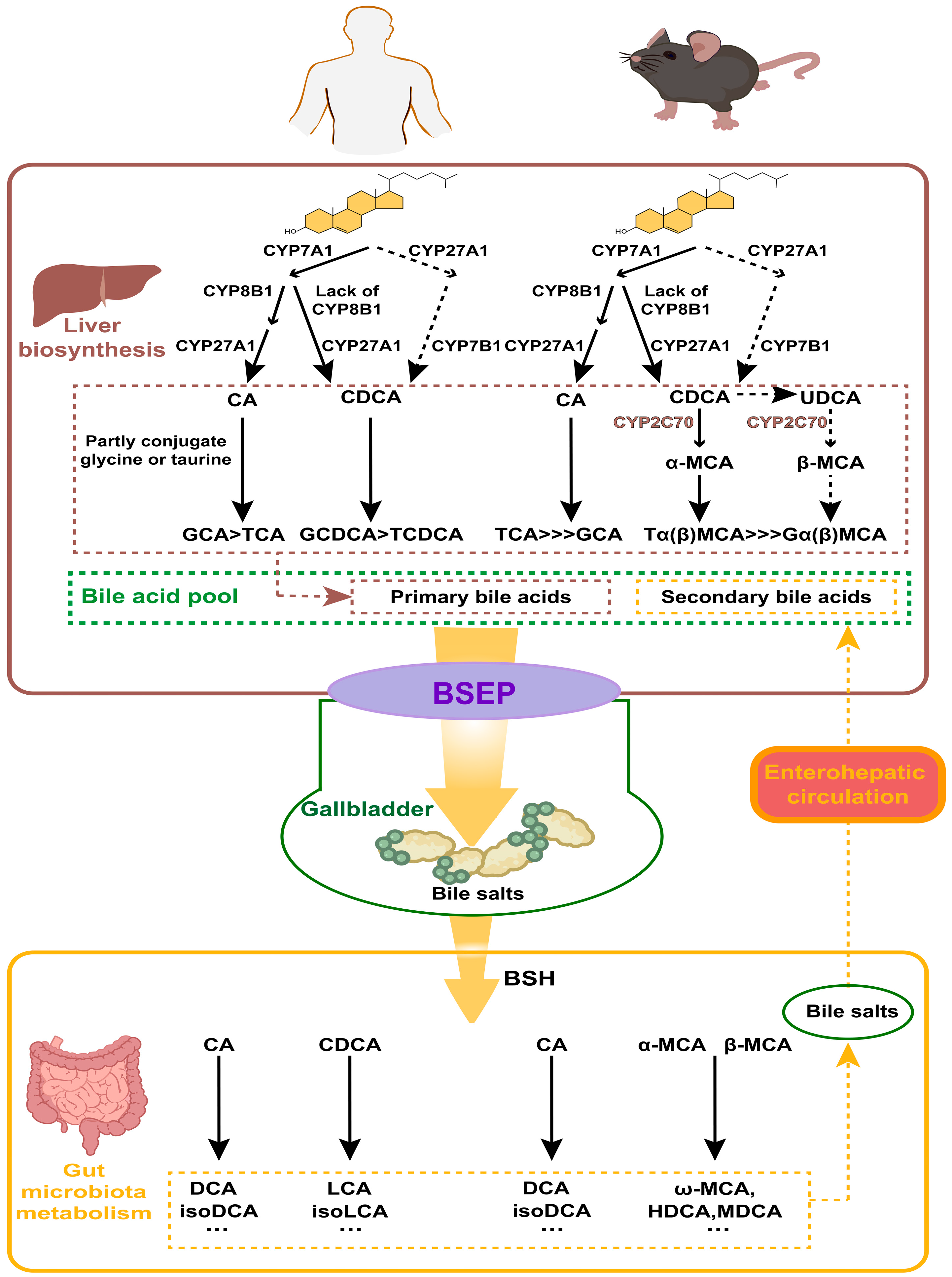 Nutrients 17 01174 g002