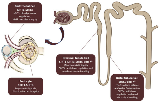 acetyl-l-carnitine sirt1 Roles of Sirtuins in Cardiovascular Diseases: Mechanisms and Therapeutics SRT 1720 | SIRT1 Activator