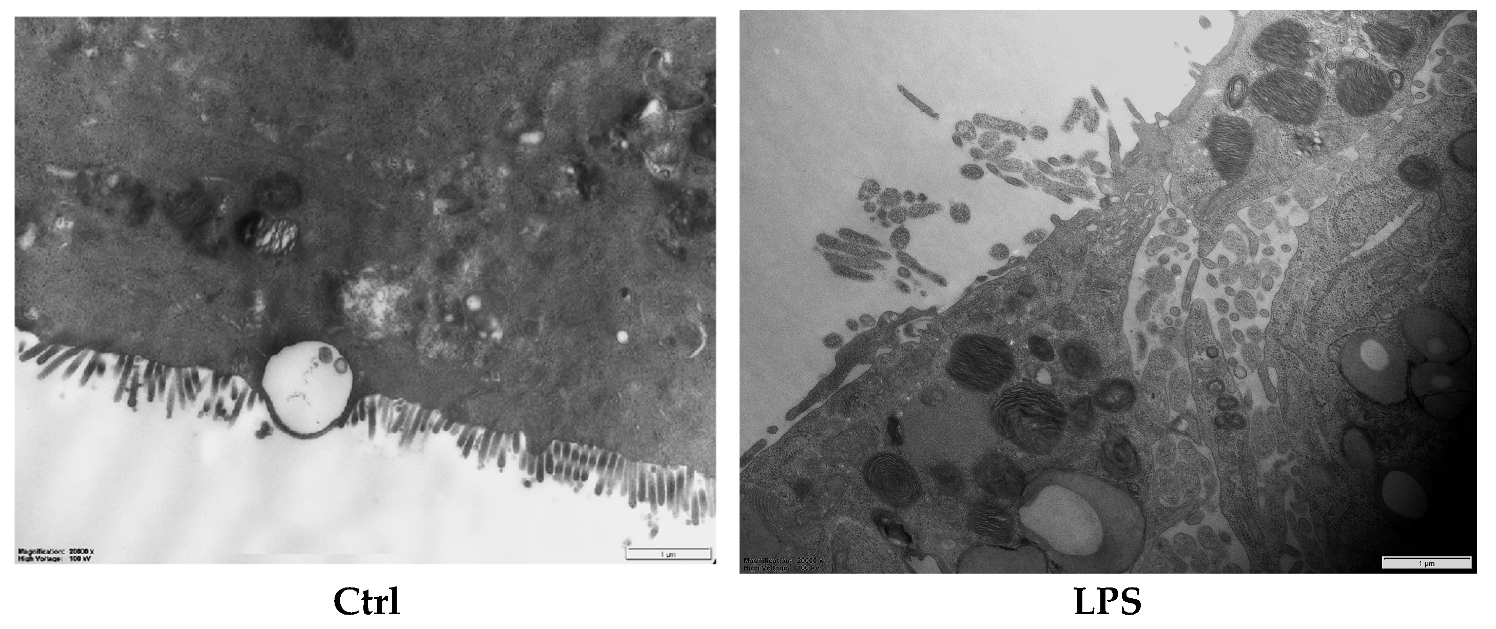 Nutrients 17 01272 g004a