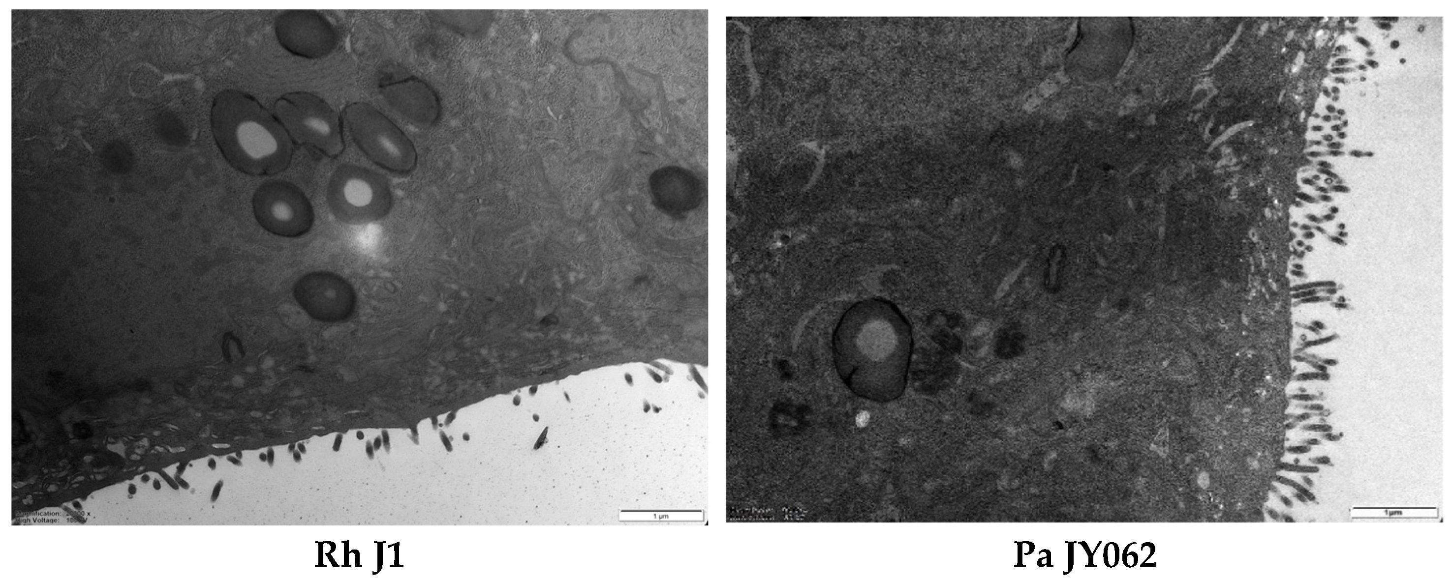 Nutrients 17 01272 g004b