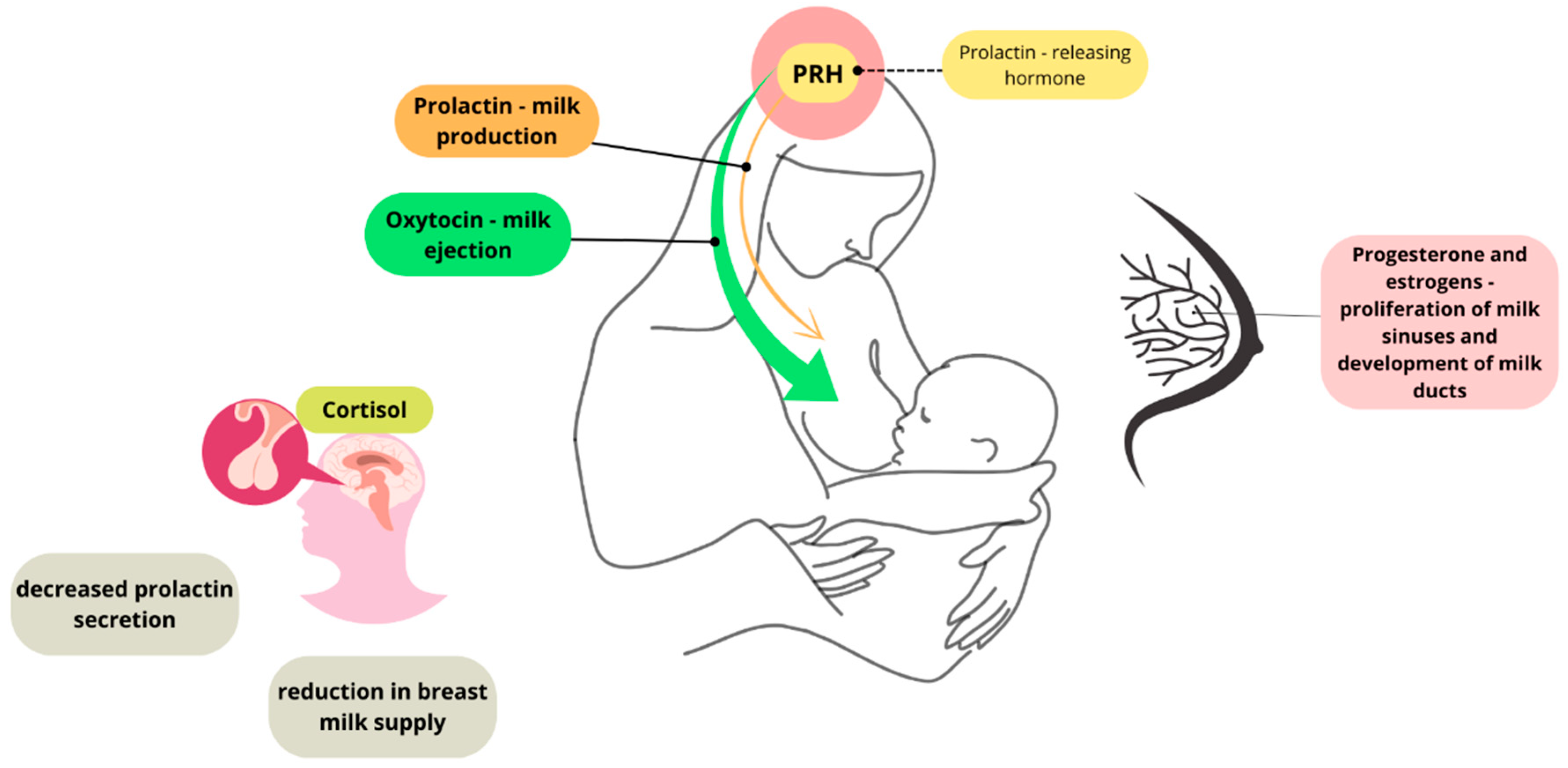Nutrients 17 01326 g002 Nutrients 17 01326 g002
