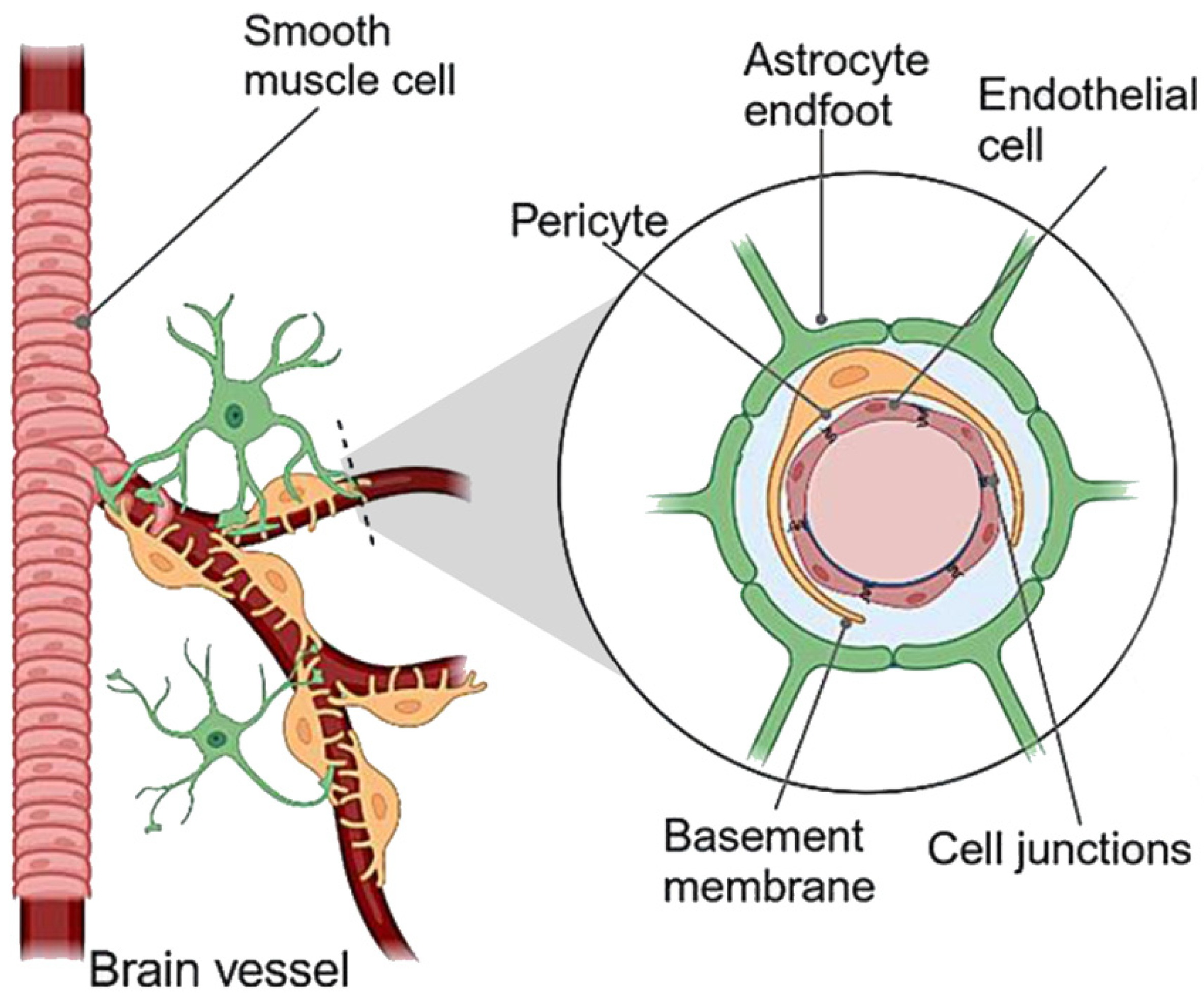 Nutrients 17 01353 g004 Nutrients 17 01353 g004