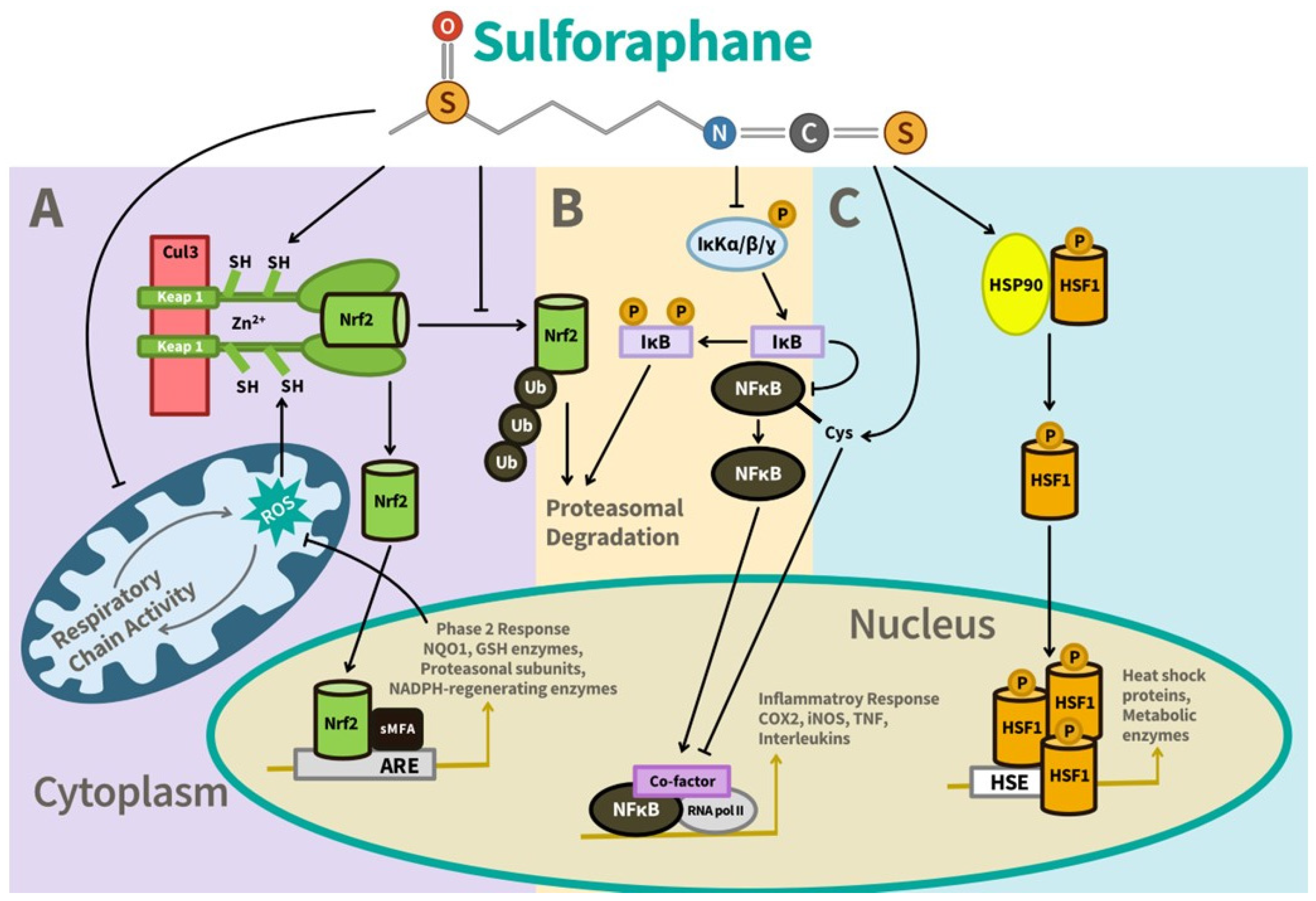 Nutrients 17 01353 g005 Nutrients 17 01353 g005