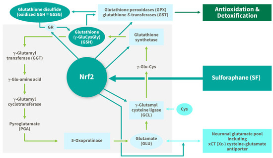 sulforaphane and glutathione Sulforaphane increases glutathione in the brain main image 0