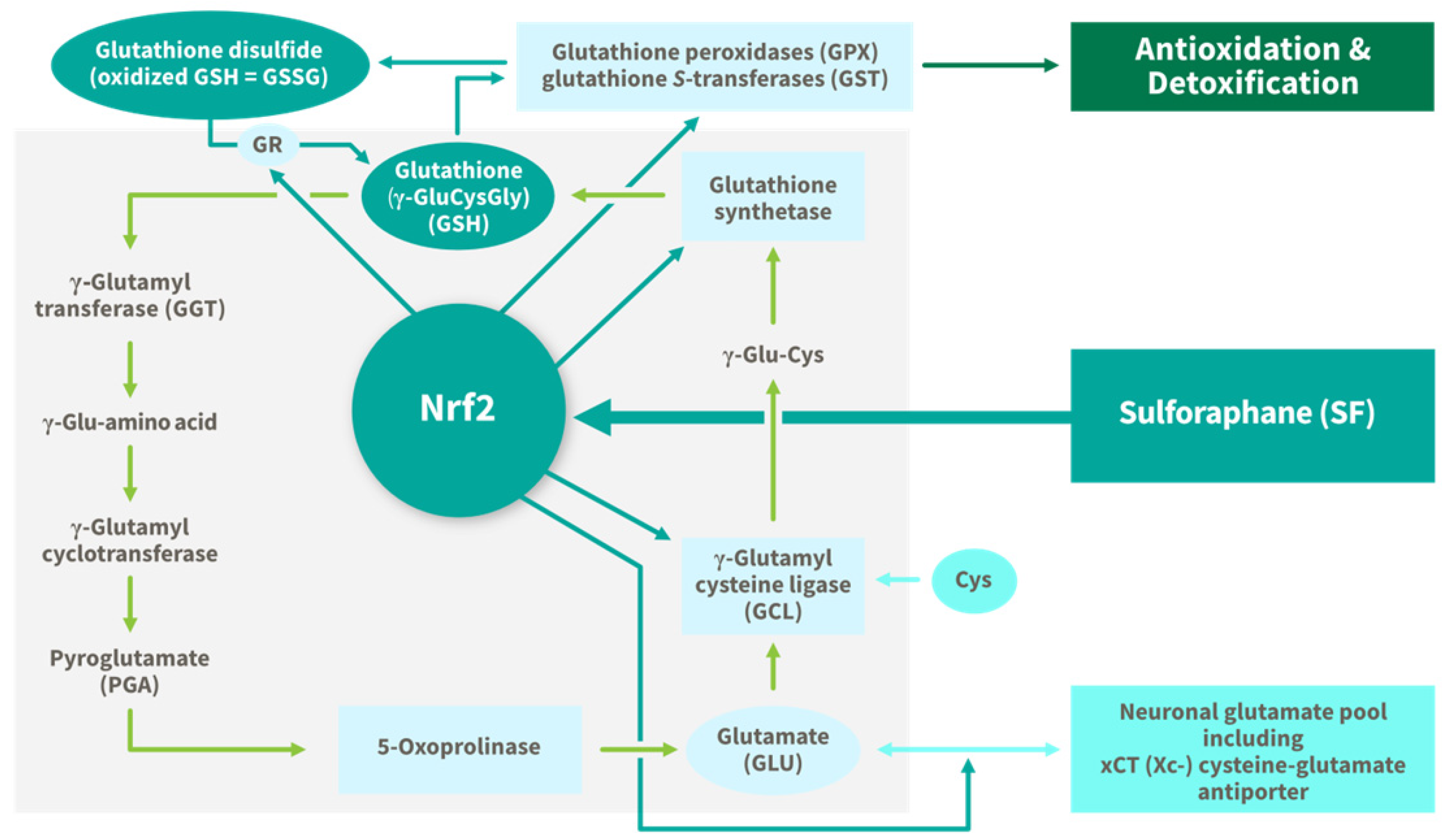 Nutrients 17 01353 g007 Nutrients 17 01353 g007