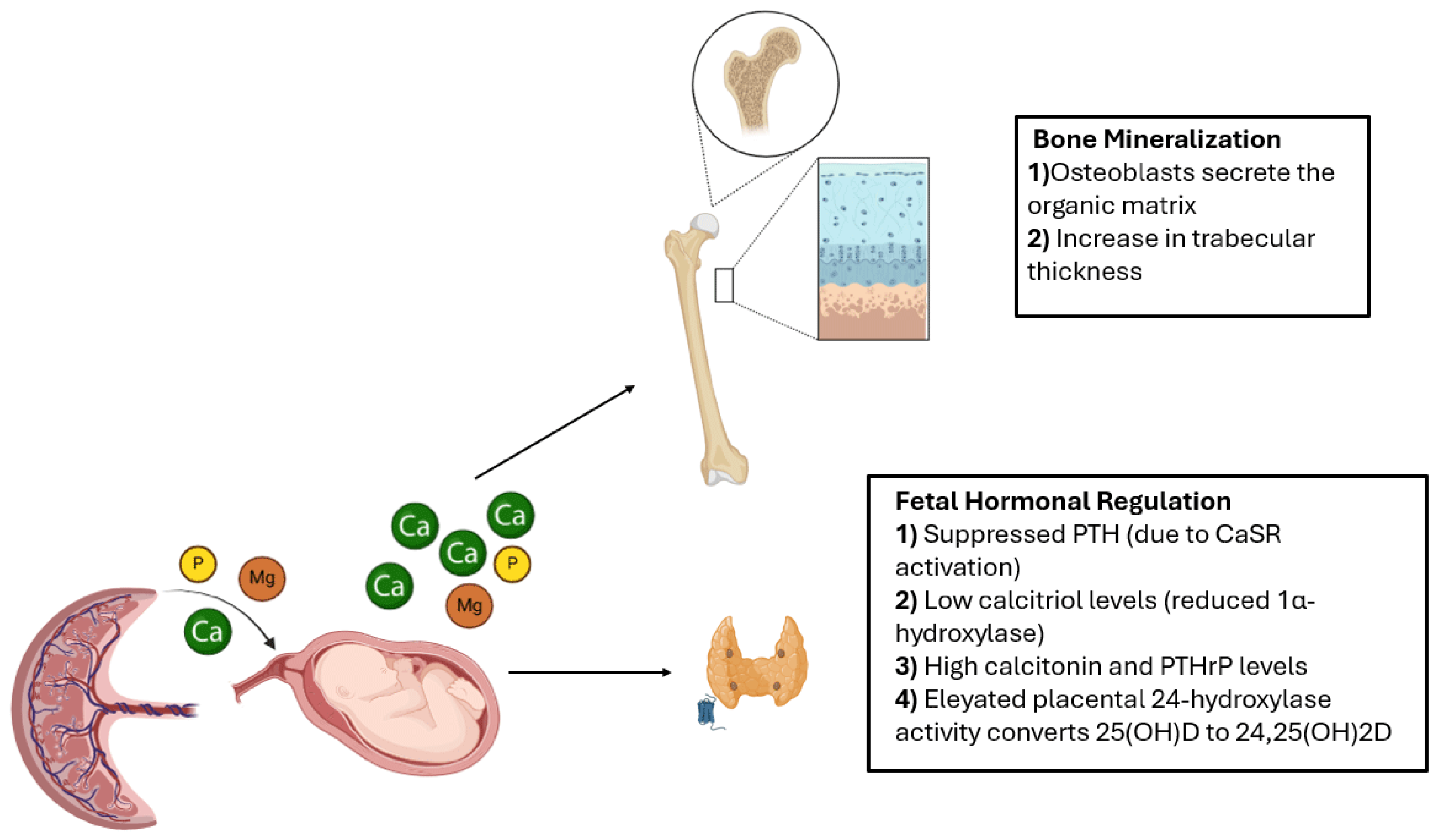 Nutrients 17 01381 g001 Nutrients 17 01381 g001