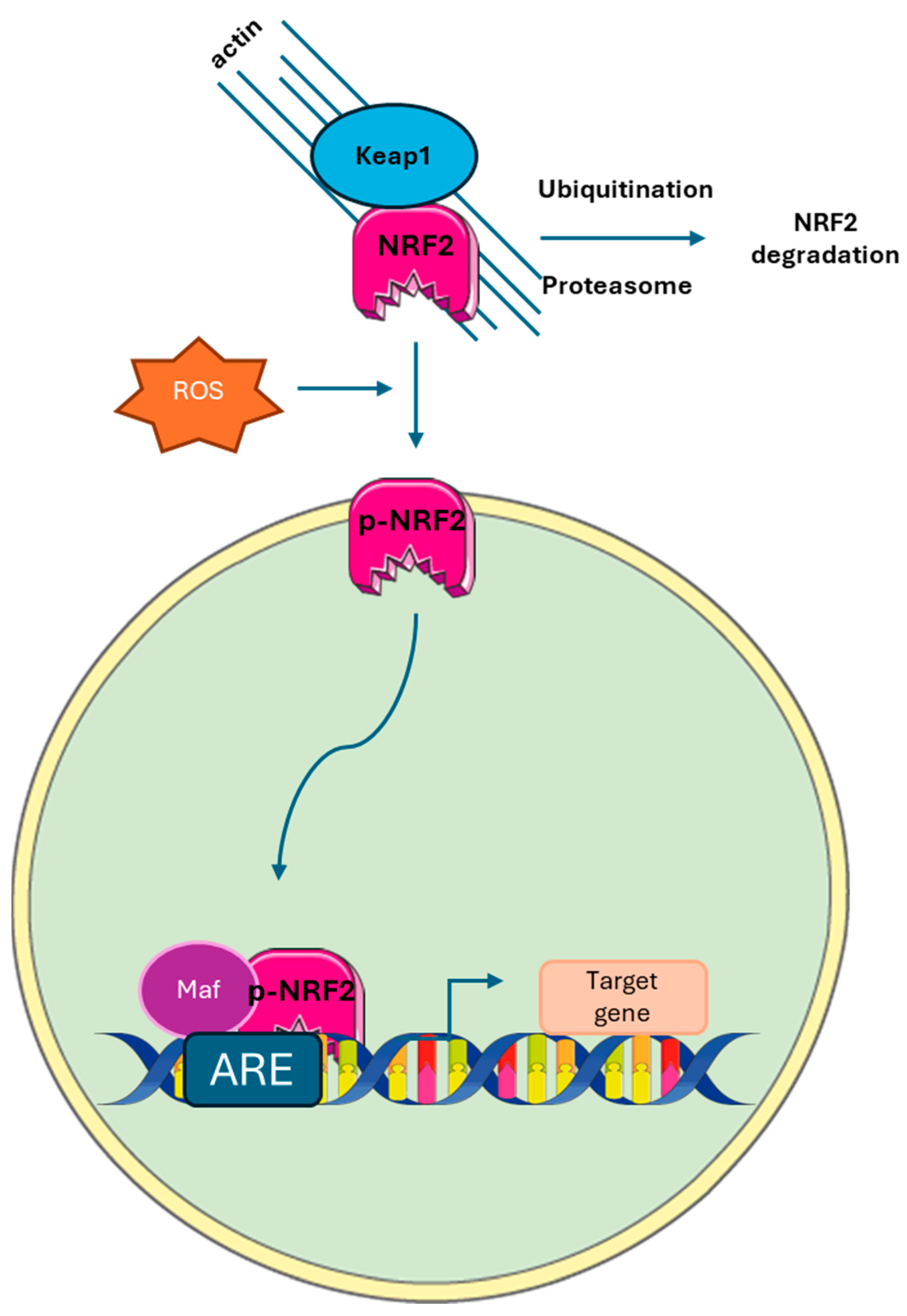 Nutrients 17 01430 g004