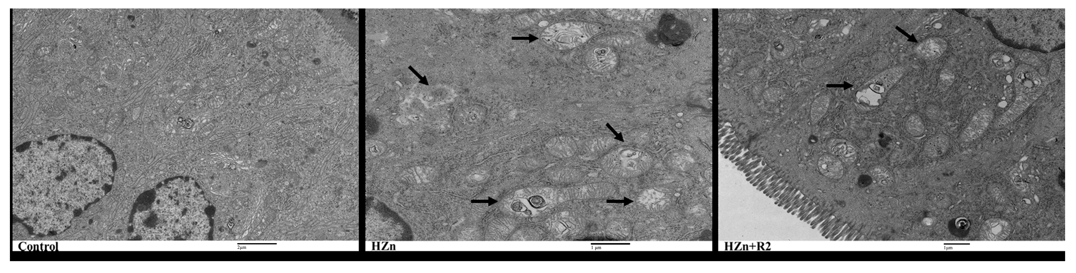 Nutrients 17 01495 g007