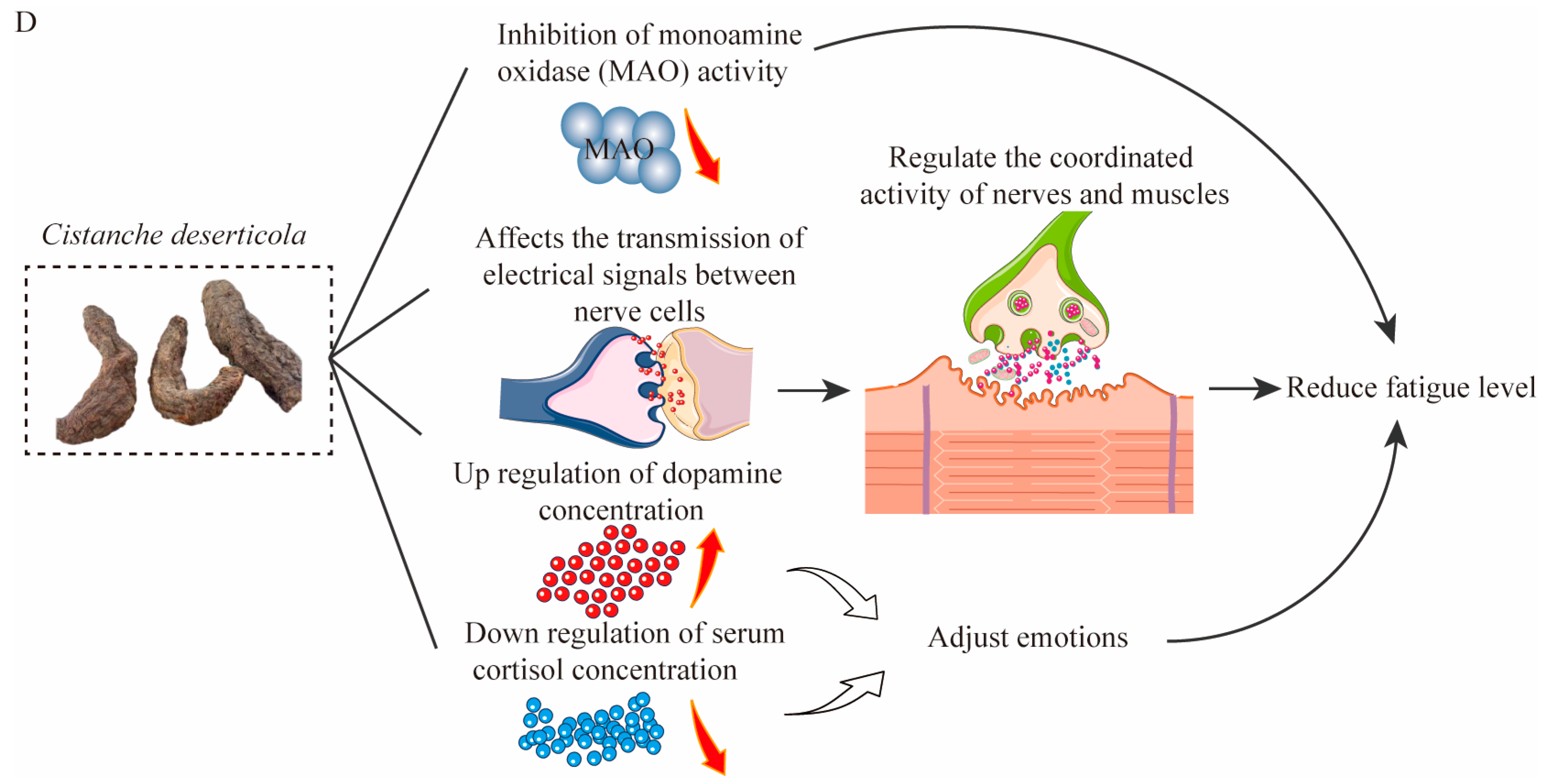 Nutrients 17 01501 g004b