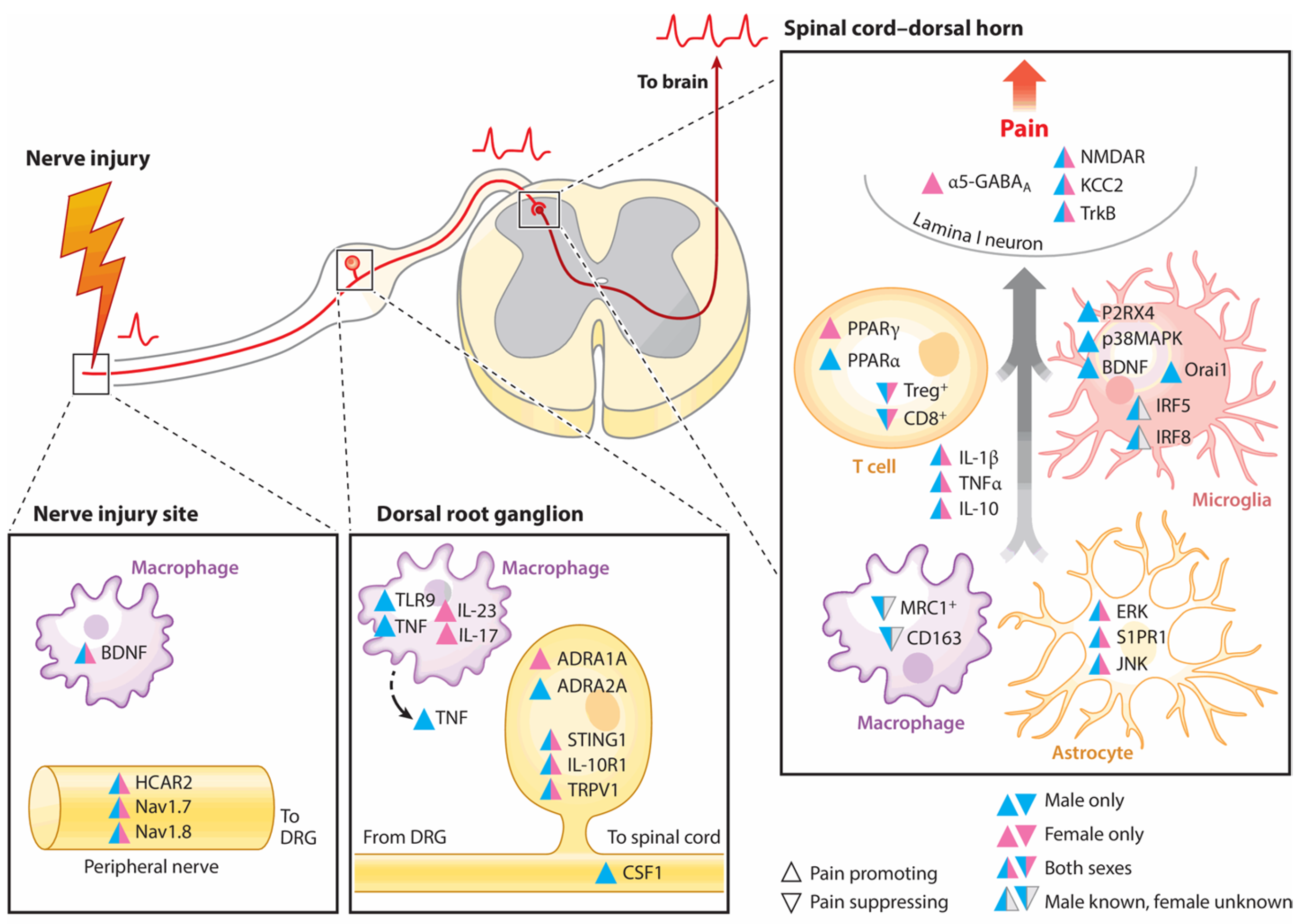 Nutrients 17 01502 g003