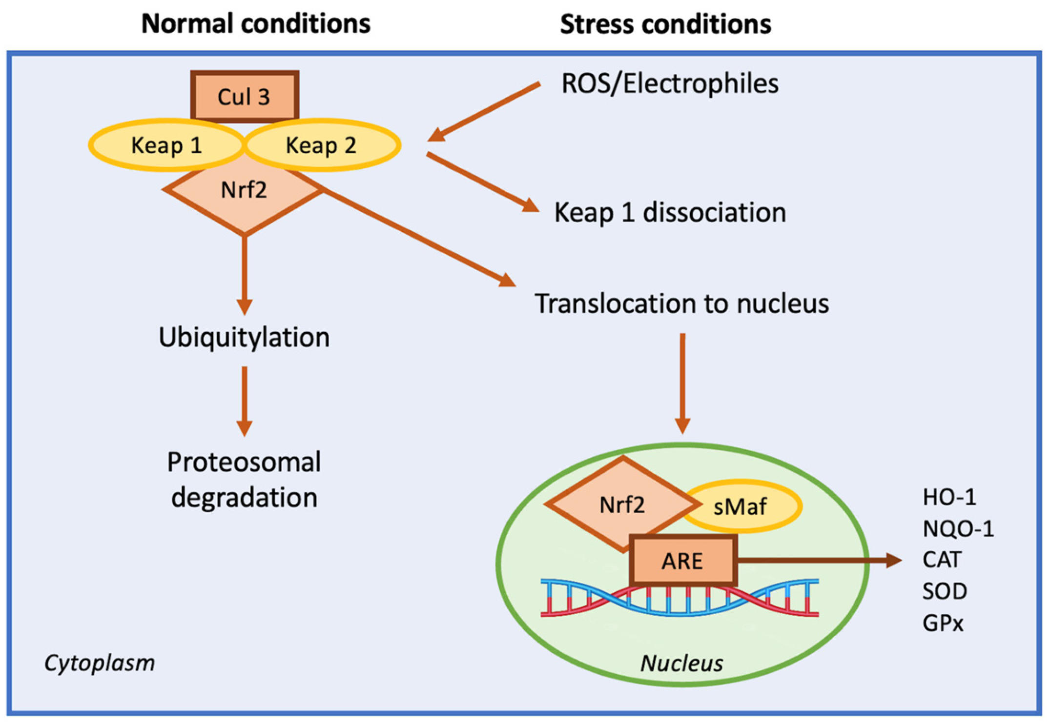 Nutrients 17 01502 g006