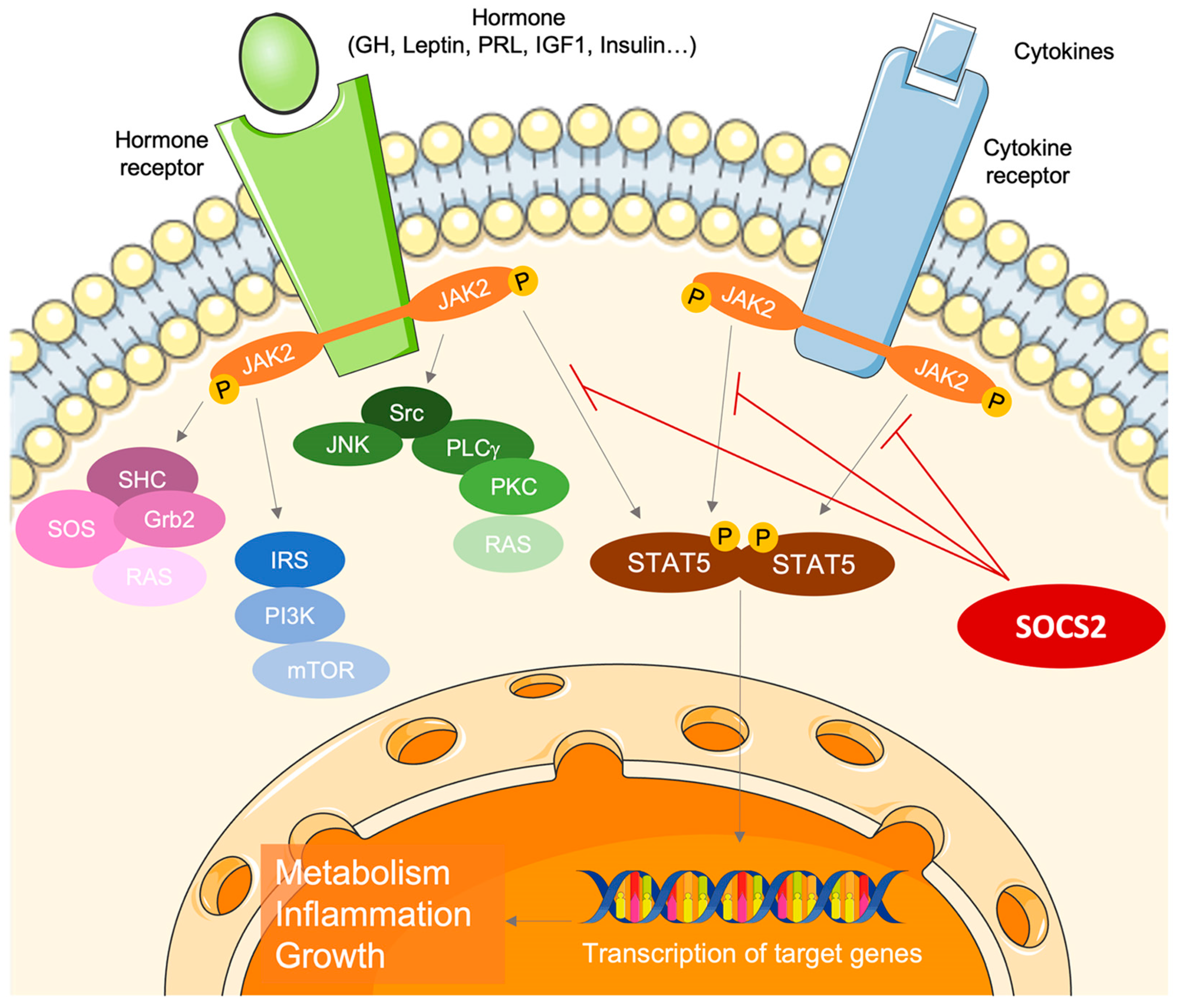 Nutrients 17 01519 g001