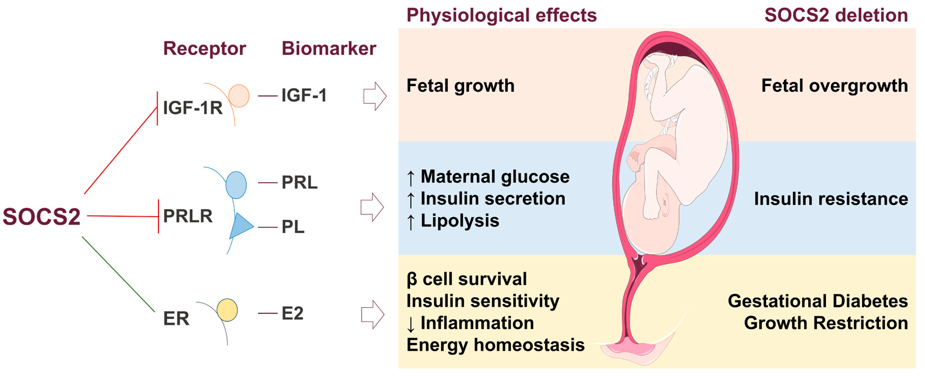 Nutrients 17 01519 g006