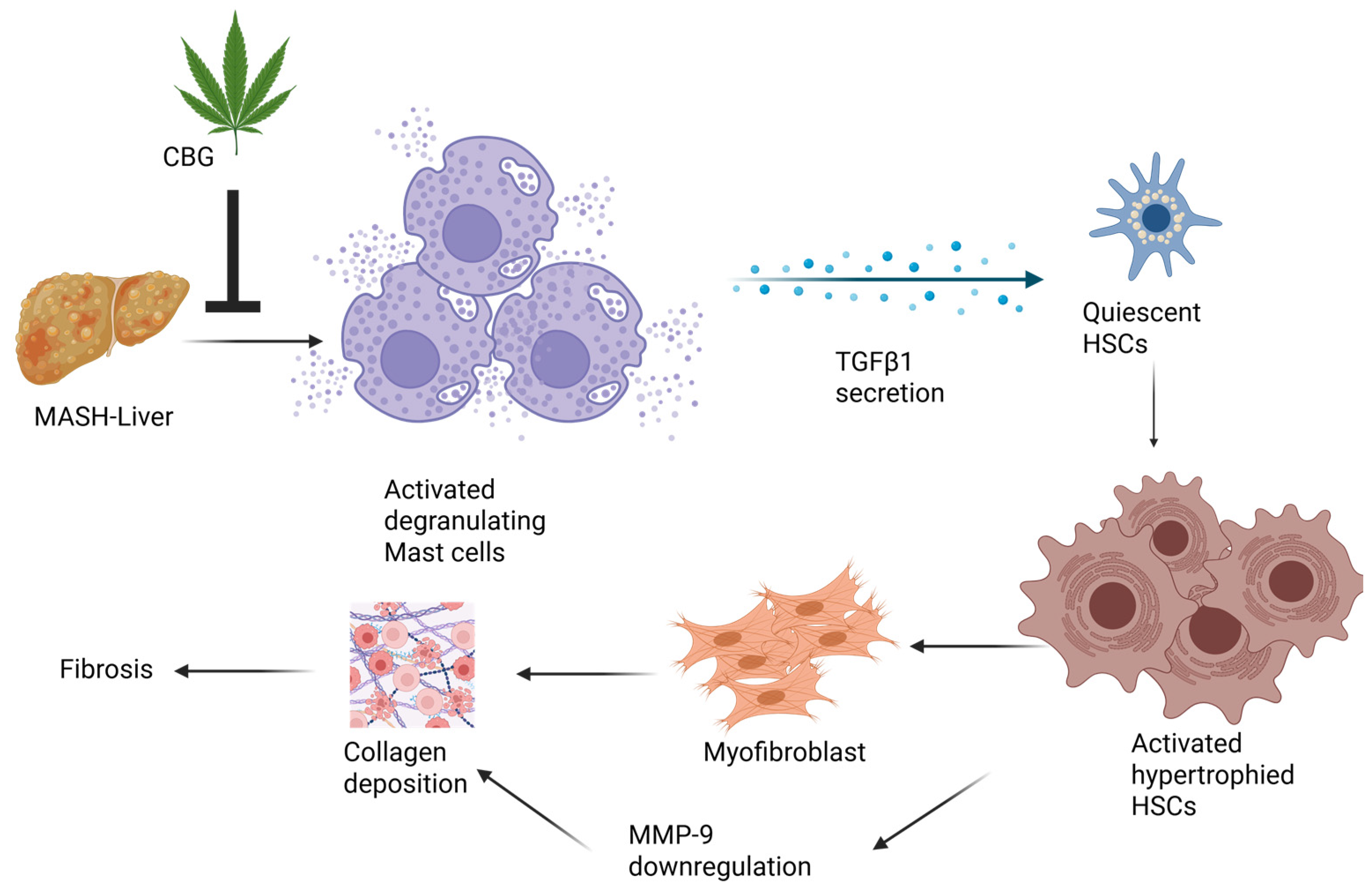 Nutrients 17 01524 g005