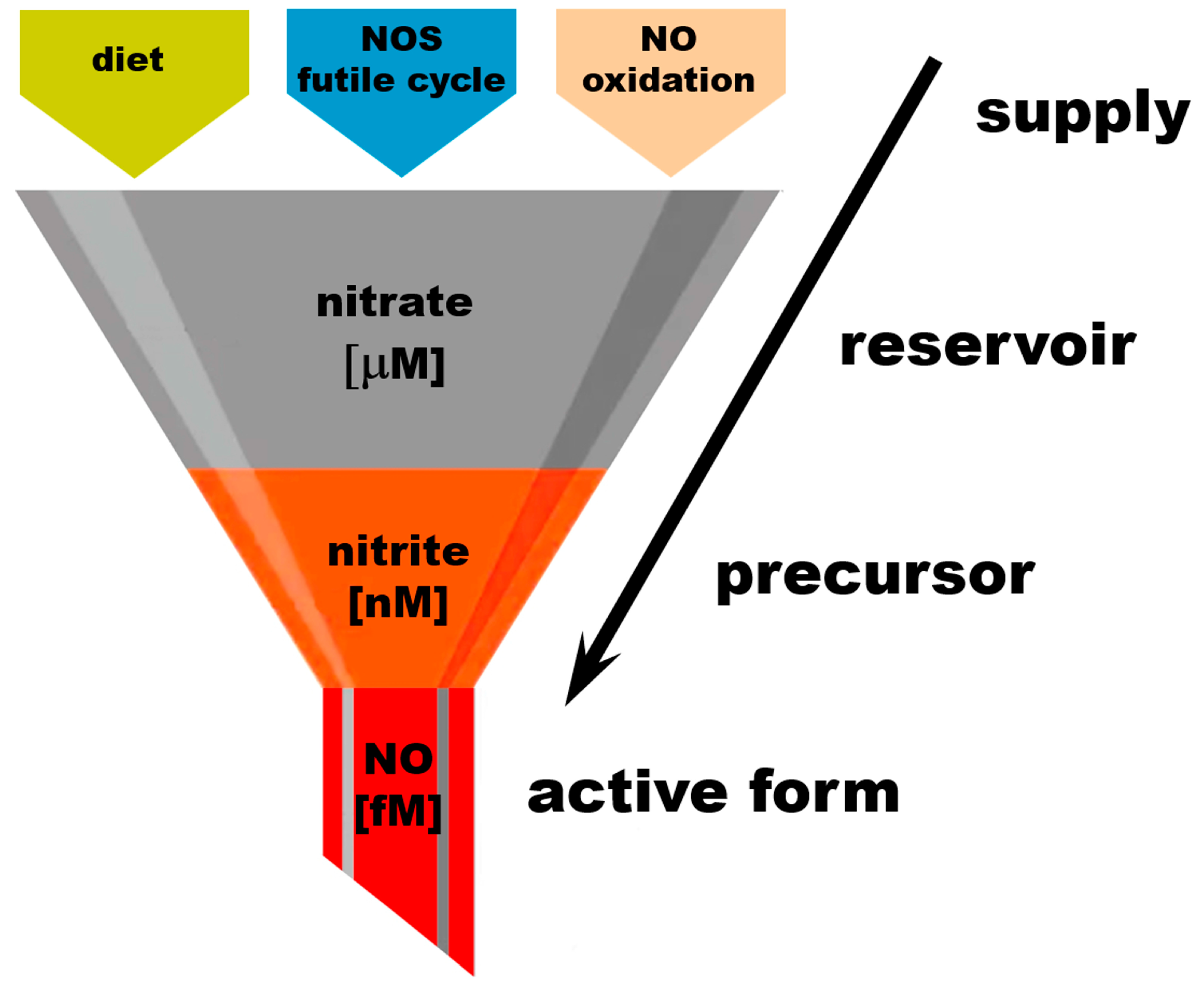 Nutrients 17 01544 g002