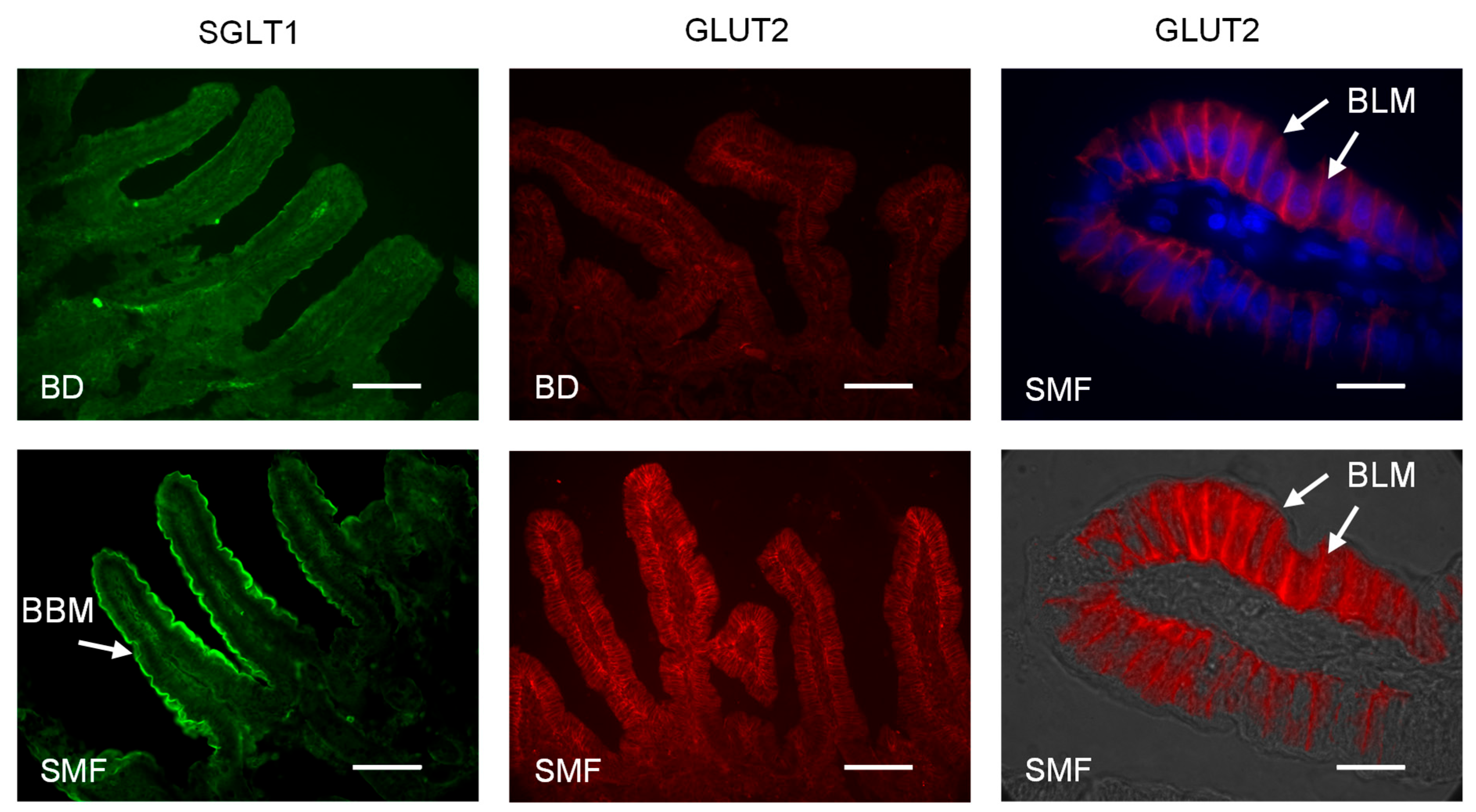 Nutrients 17 01547 g003