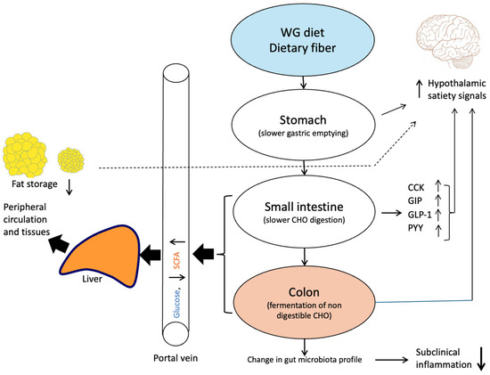 Arabinoxylan Concentrate from Wheat as a Functional Food