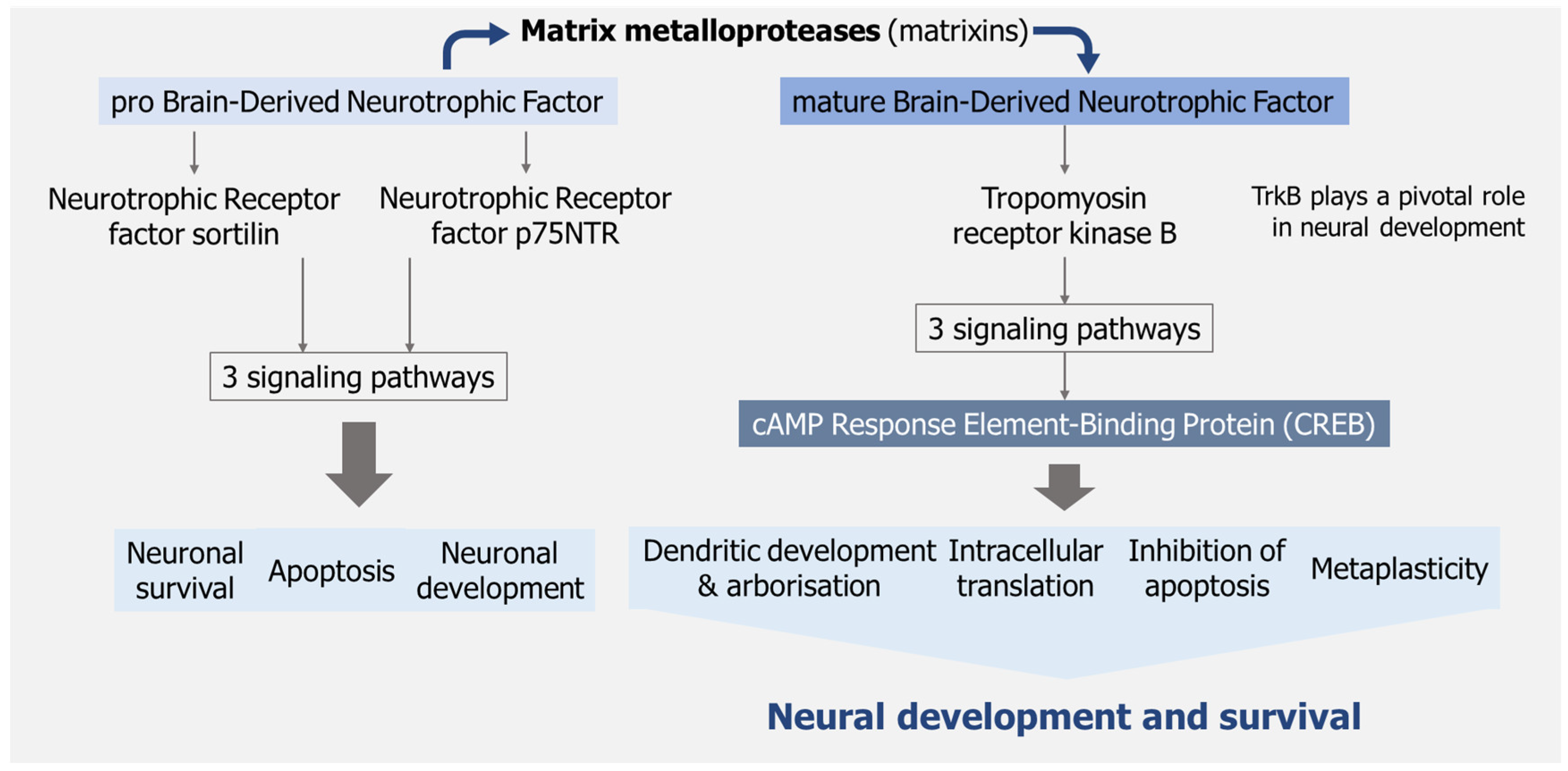 Nutrients 17 01568 g002