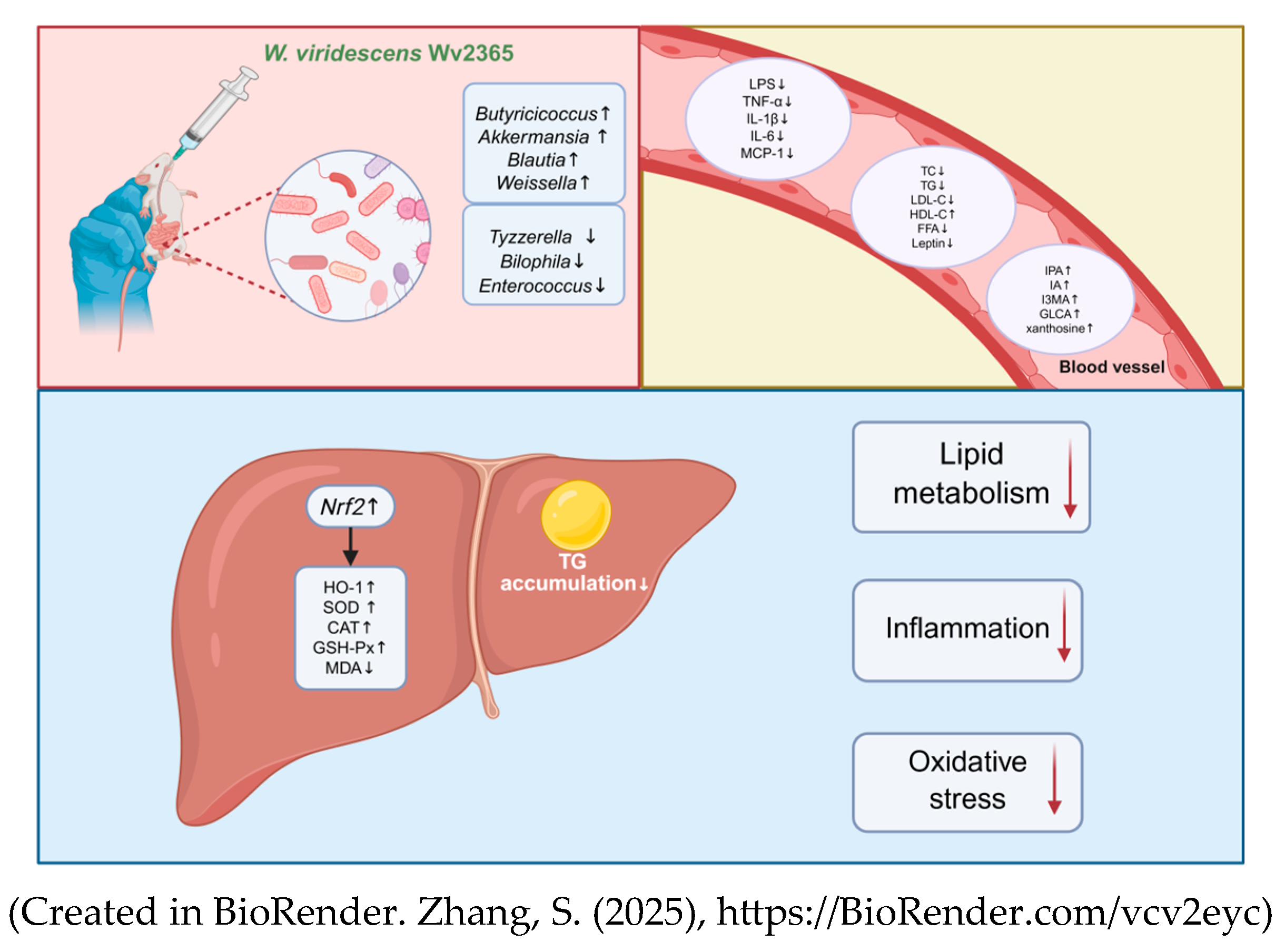 Nutrients 17 01585 g008