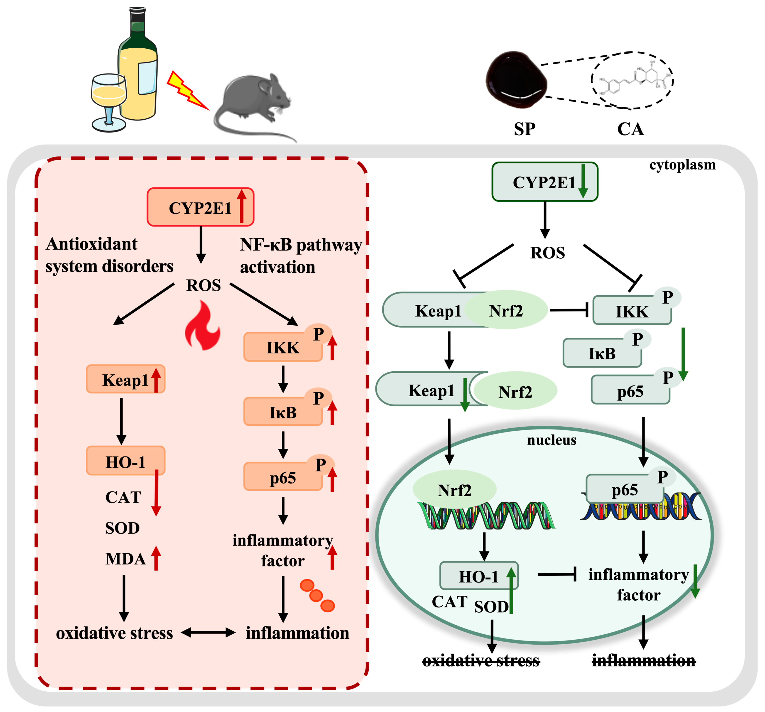 Nutrients 17 01589 g008