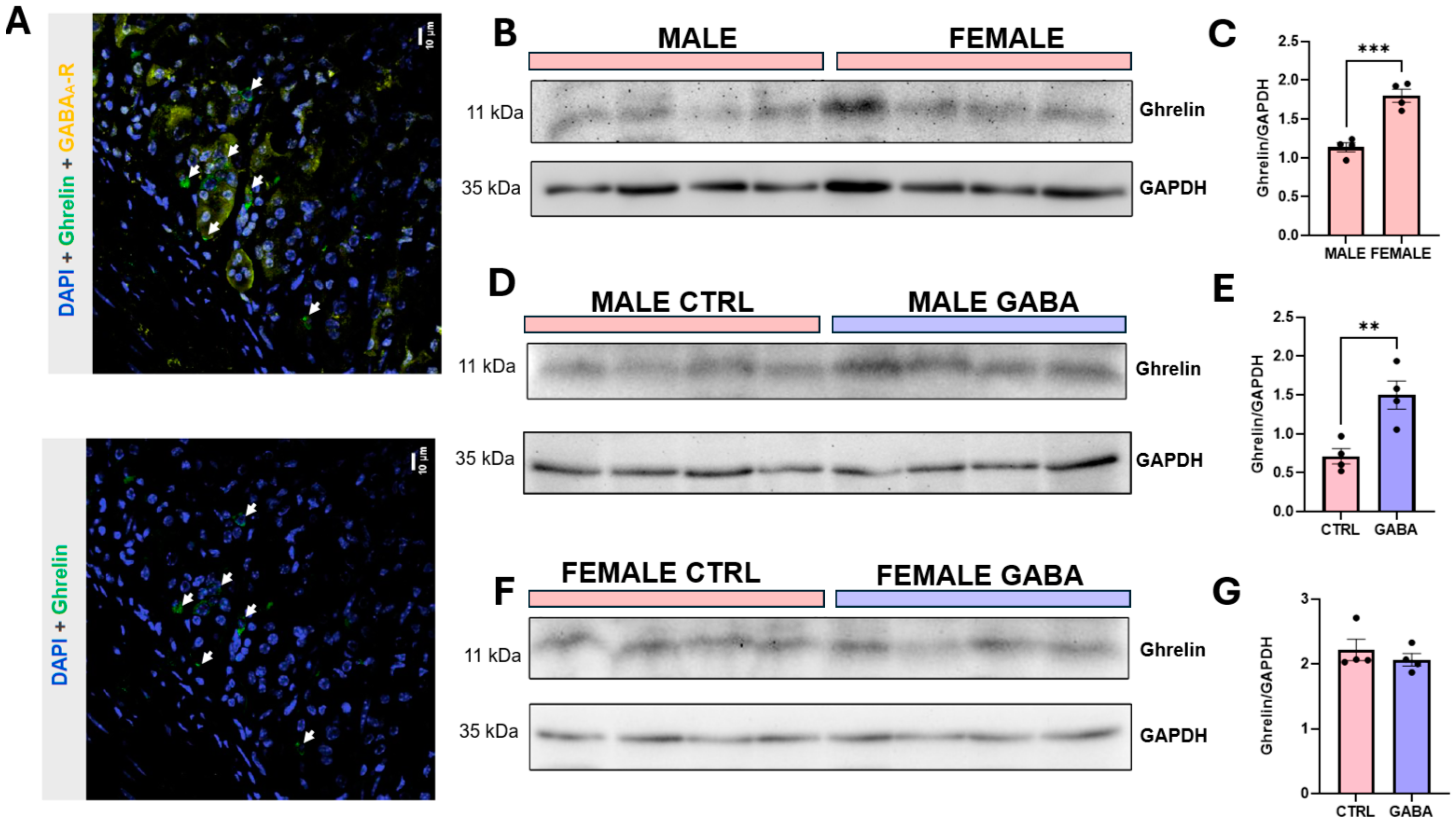 Nutrients 17 01634 g009 Nutrients 17 01634 g009