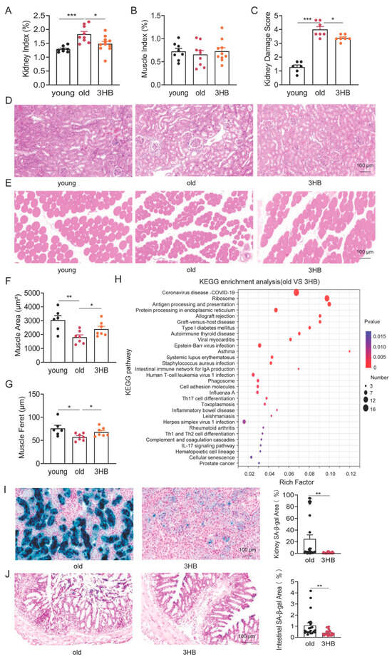 Unveiling the Anti-Aging Potential of 3HB: Lifespan Extension and