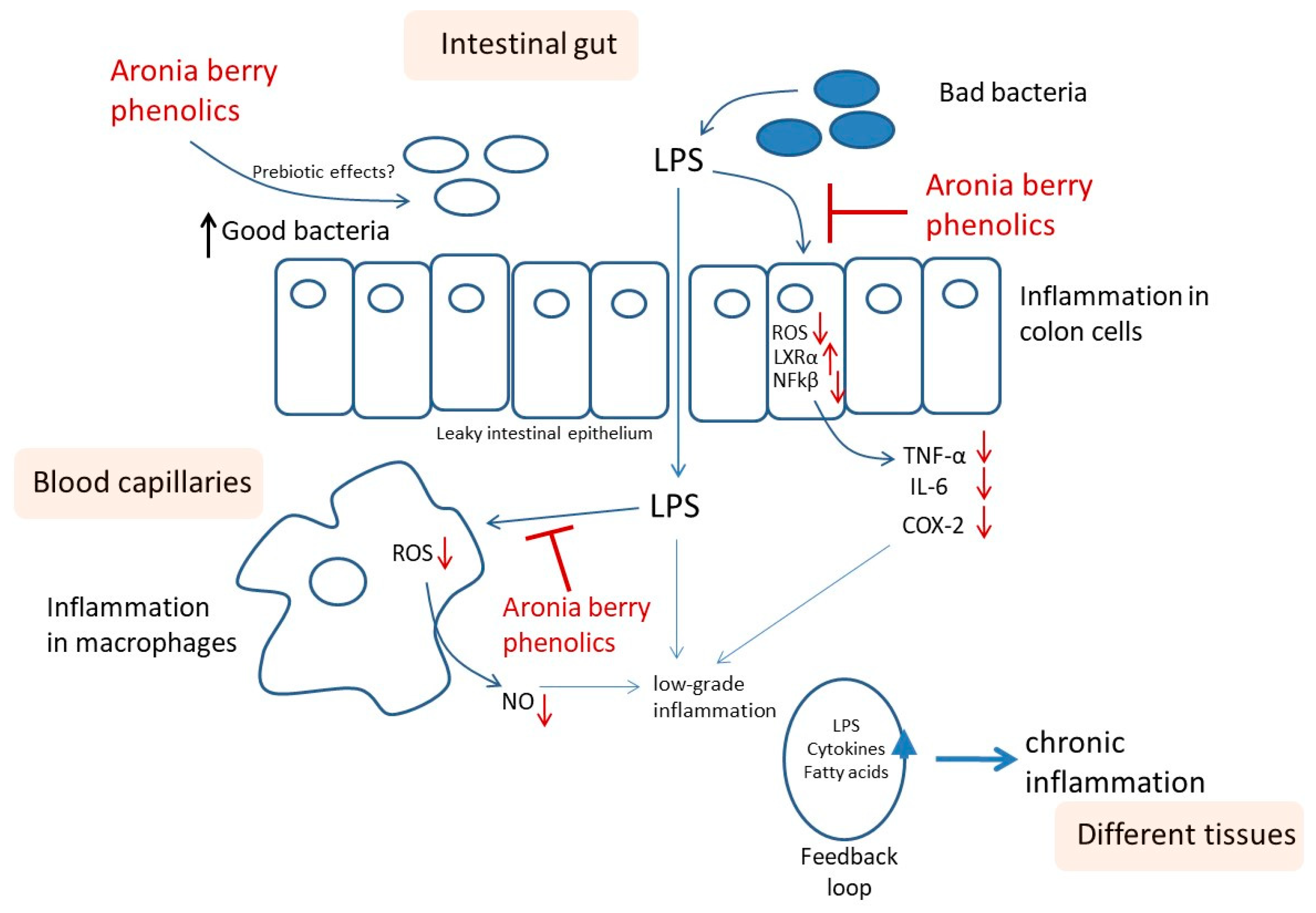 Nutrients 17 01652 g006