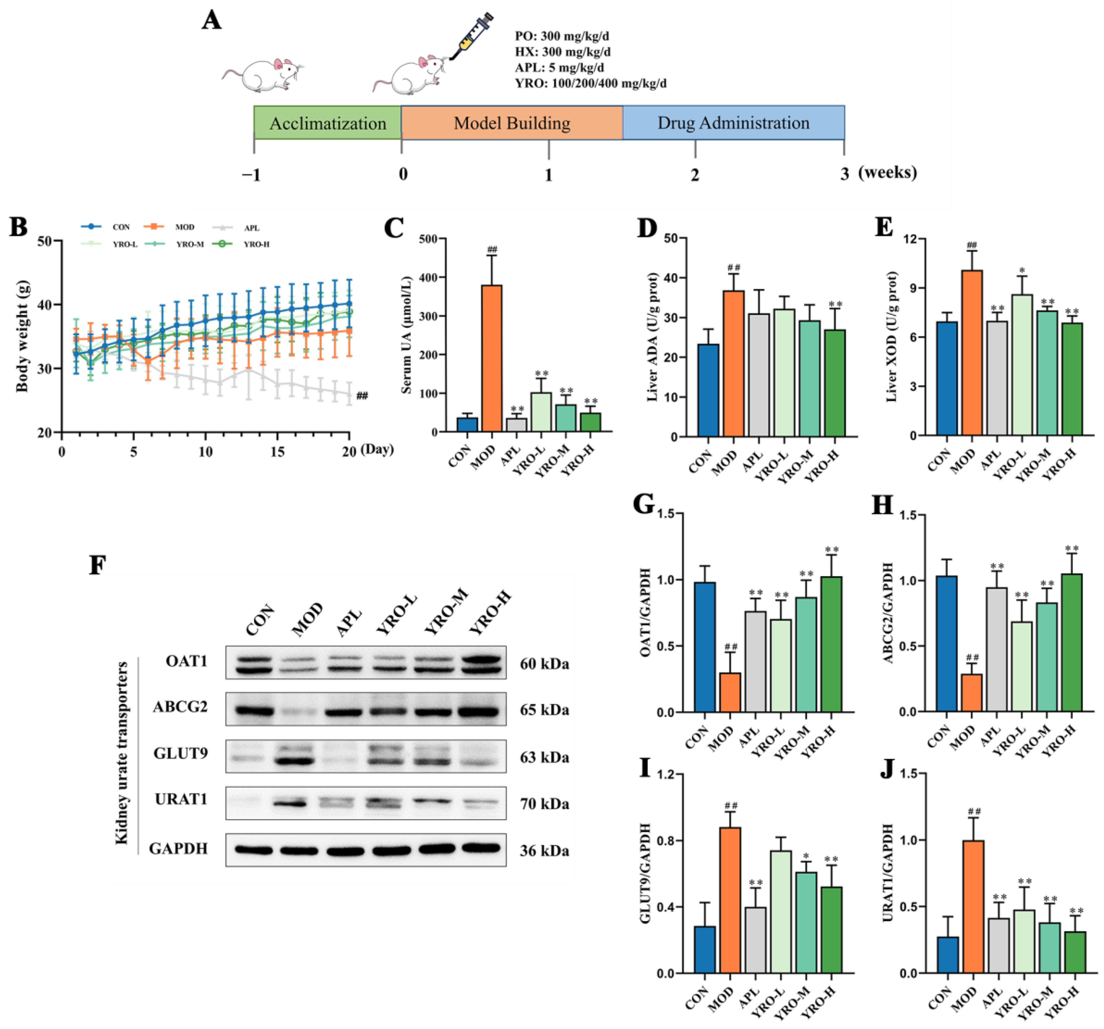 Nutrients 17 01679 g001 Nutrients 17 01679 g001
