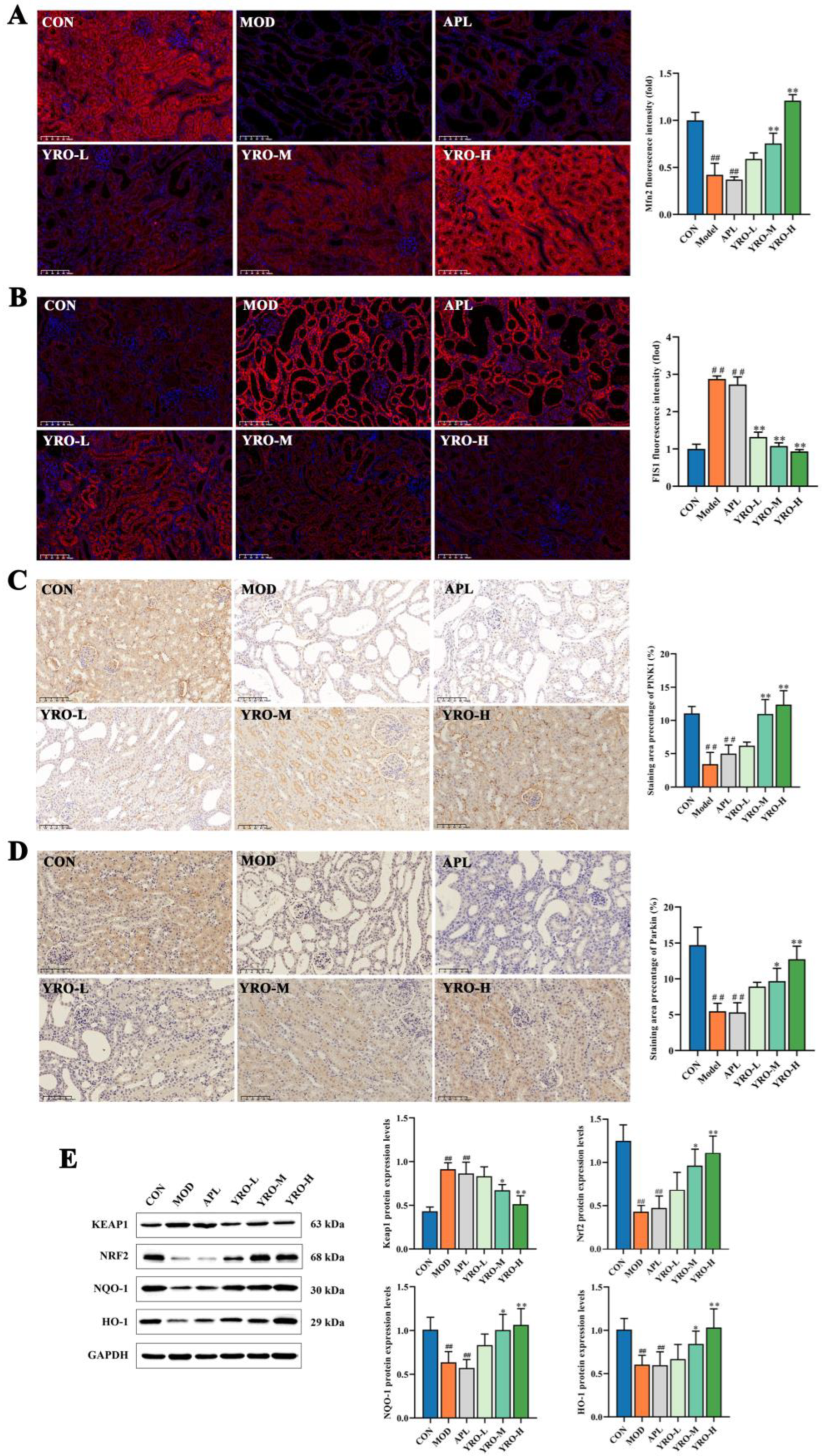Nutrients 17 01679 g004 Nutrients 17 01679 g004