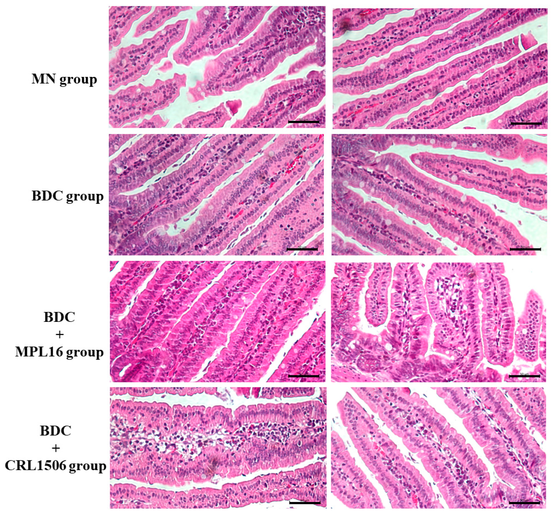 Nutrients 17 01770 g006