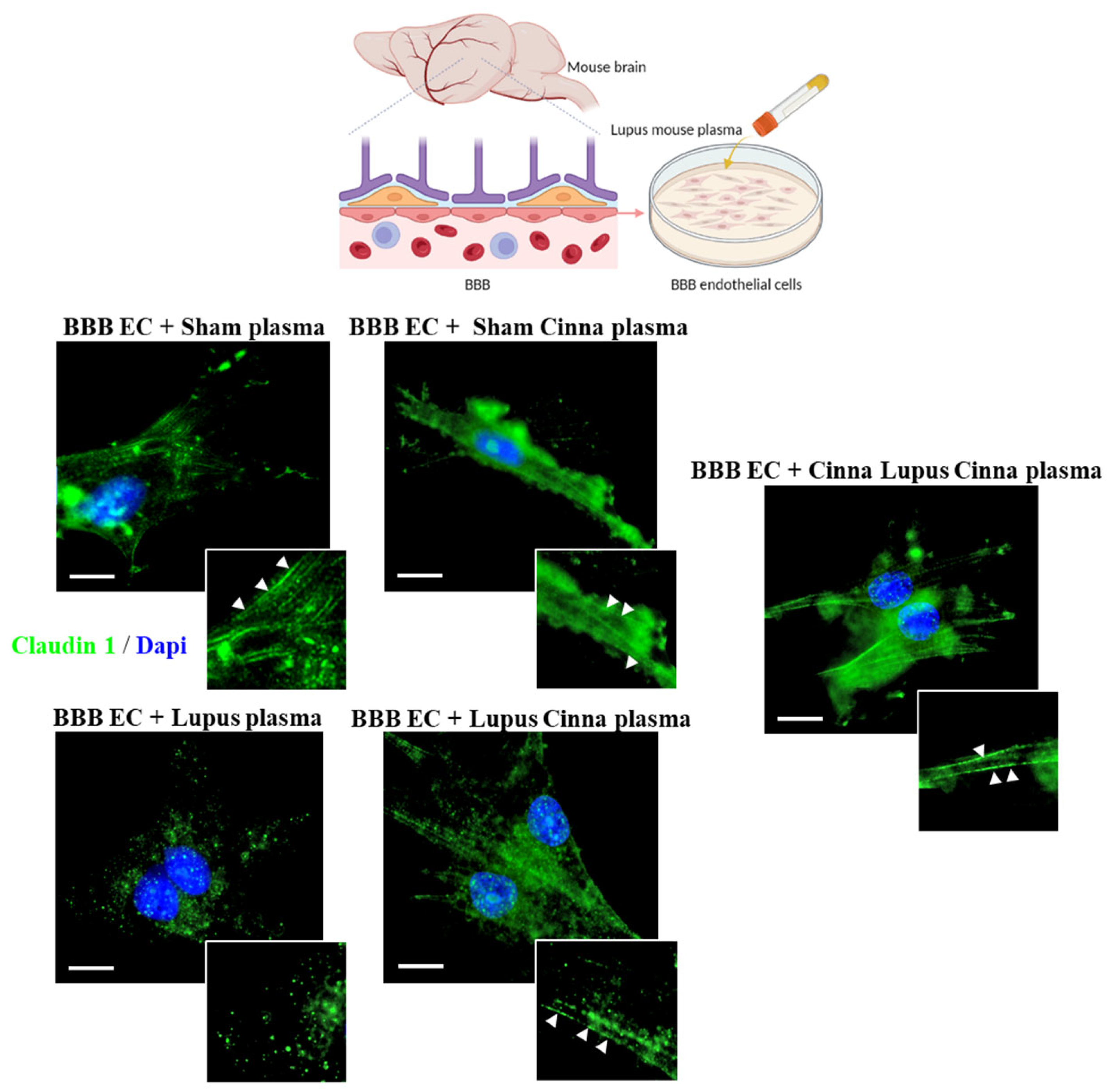 Nutrients 17 01820 g006