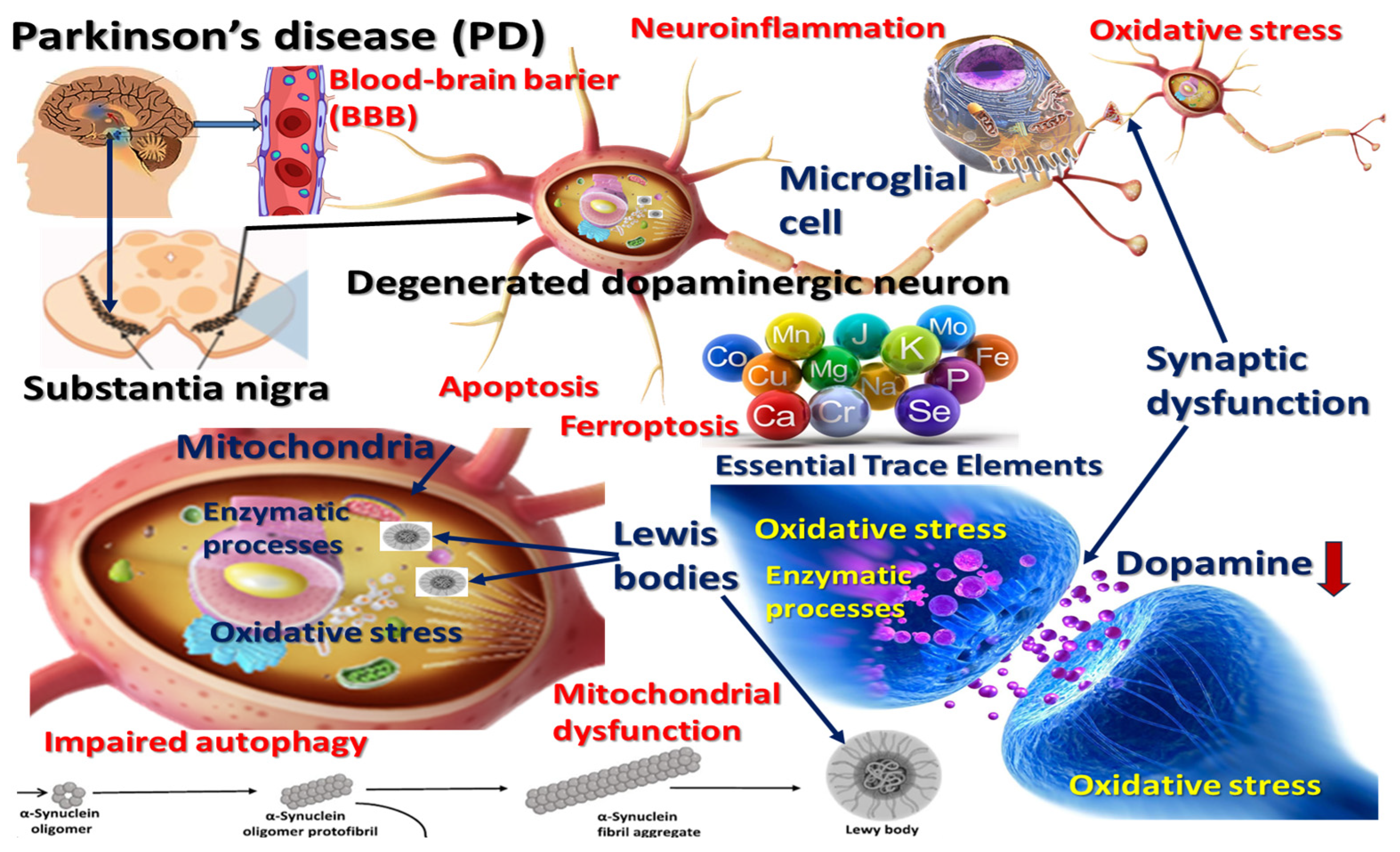 Nutrients 17 01852 g001 Nutrients 17 01852 g001
