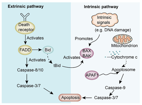 Advances in Isorhamnetin Treatment of Malignant Tumors: Mechanisms
