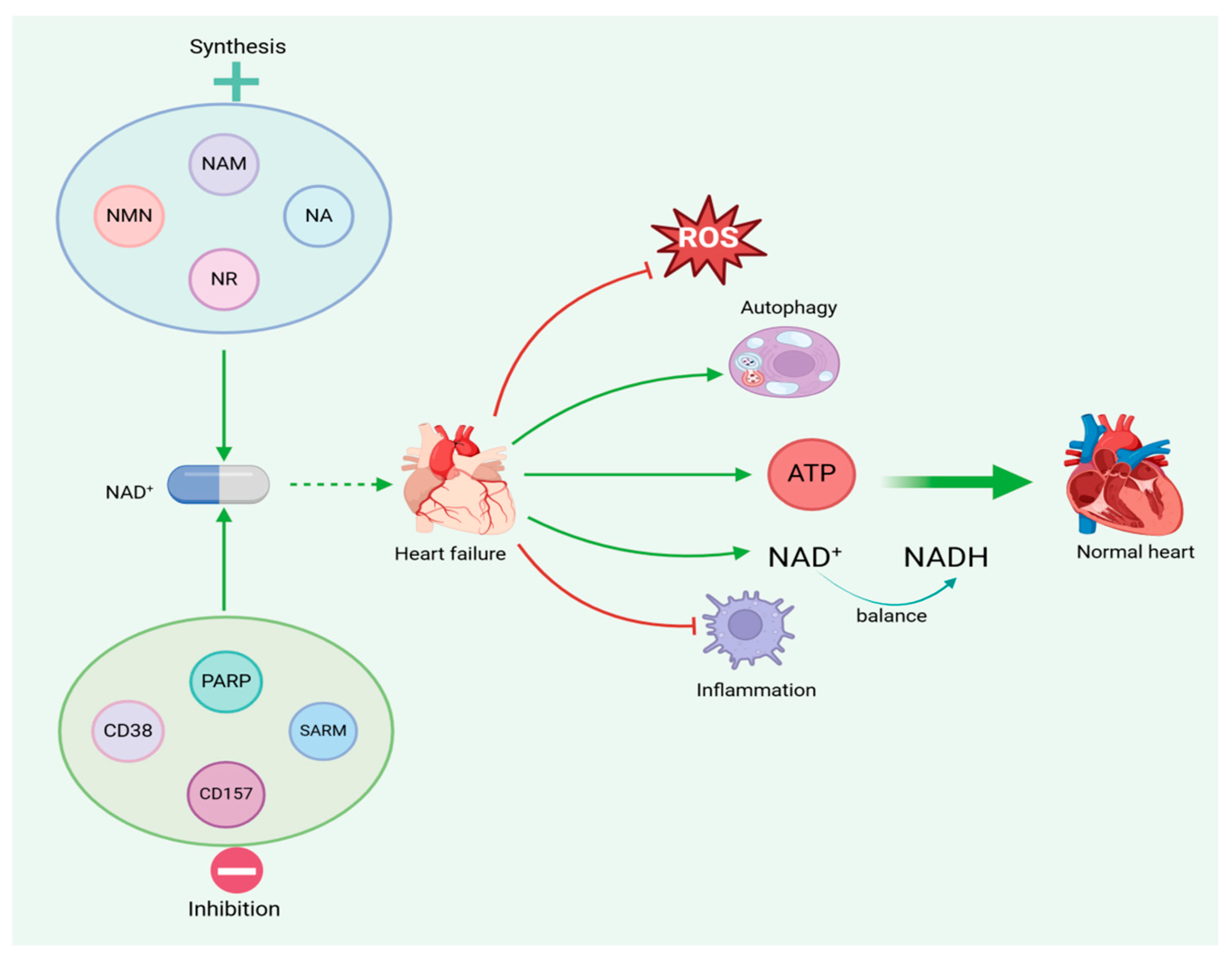 Nutrients 17 01855 g005