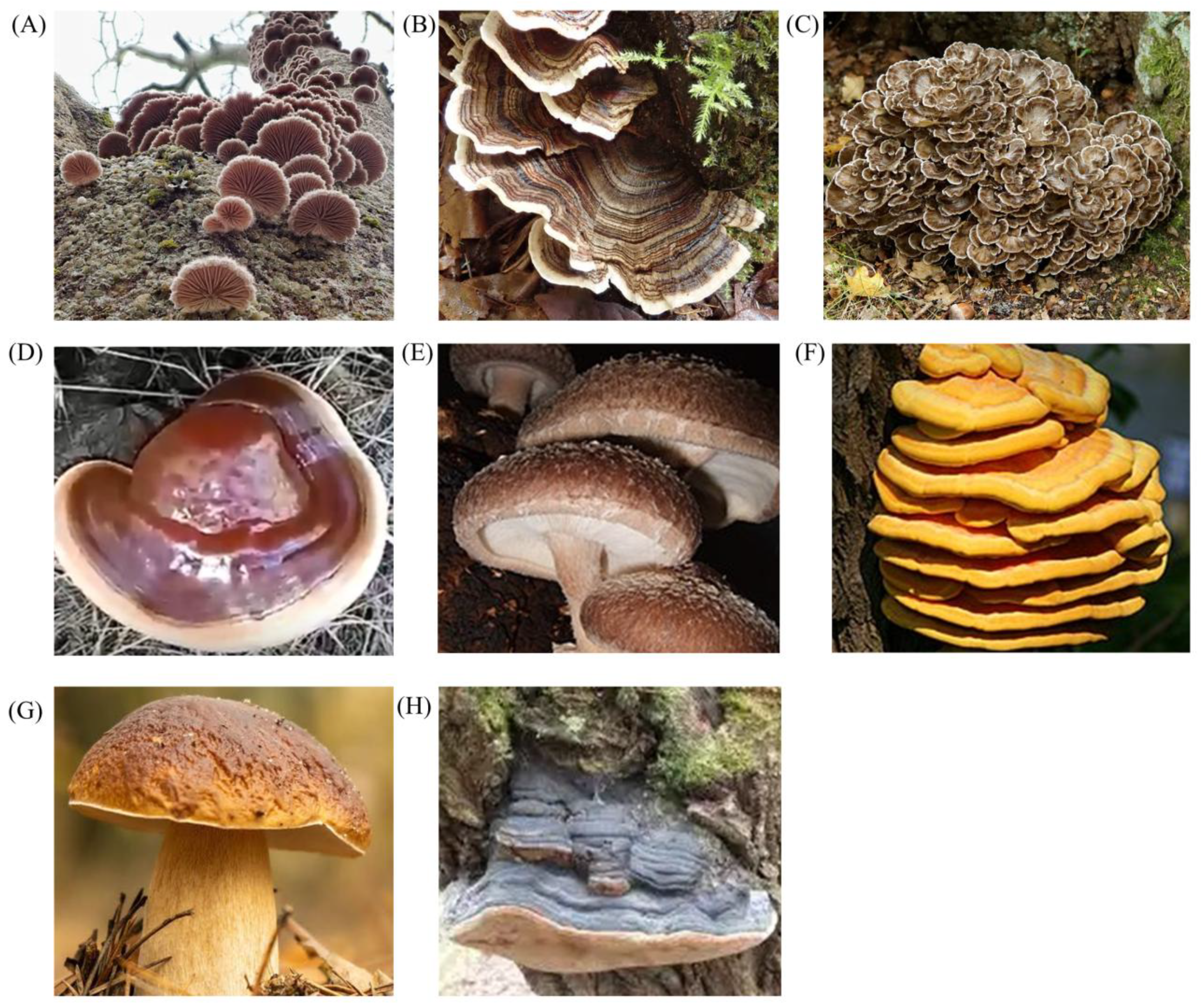 Nutrients 17 01887 g001