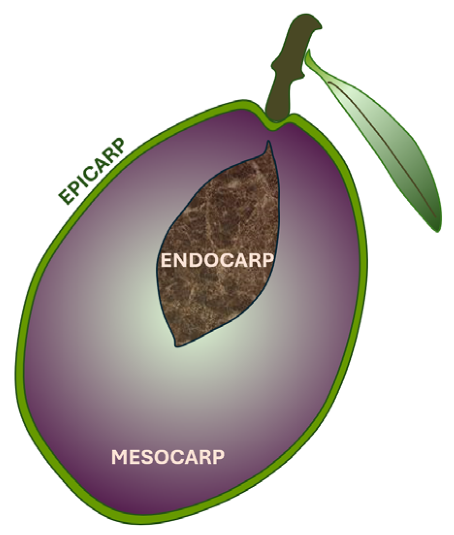 Nutrients 17 01905 g001