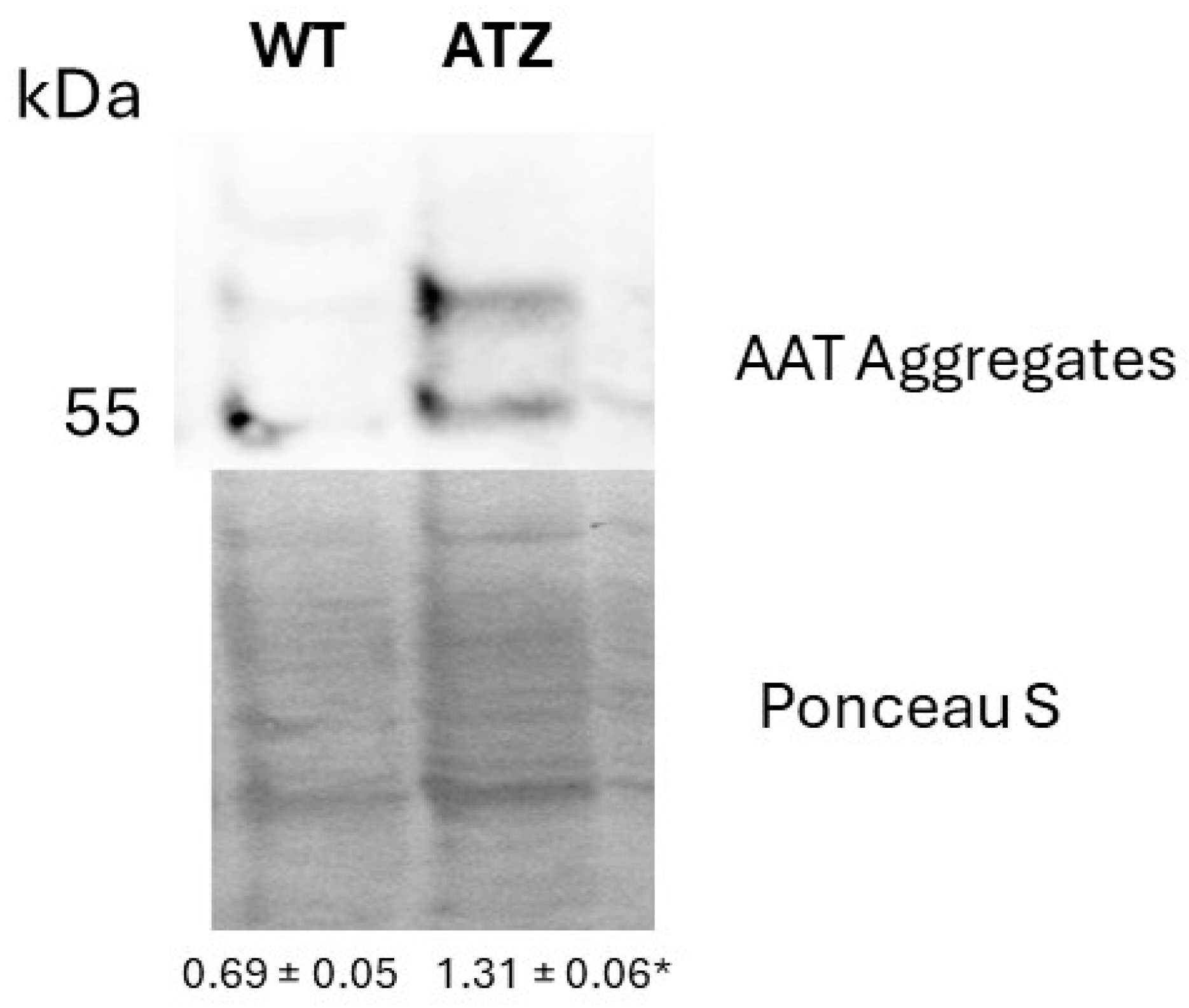 Nutrients 17 01913 g002 Nutrients 17 01913 g002
