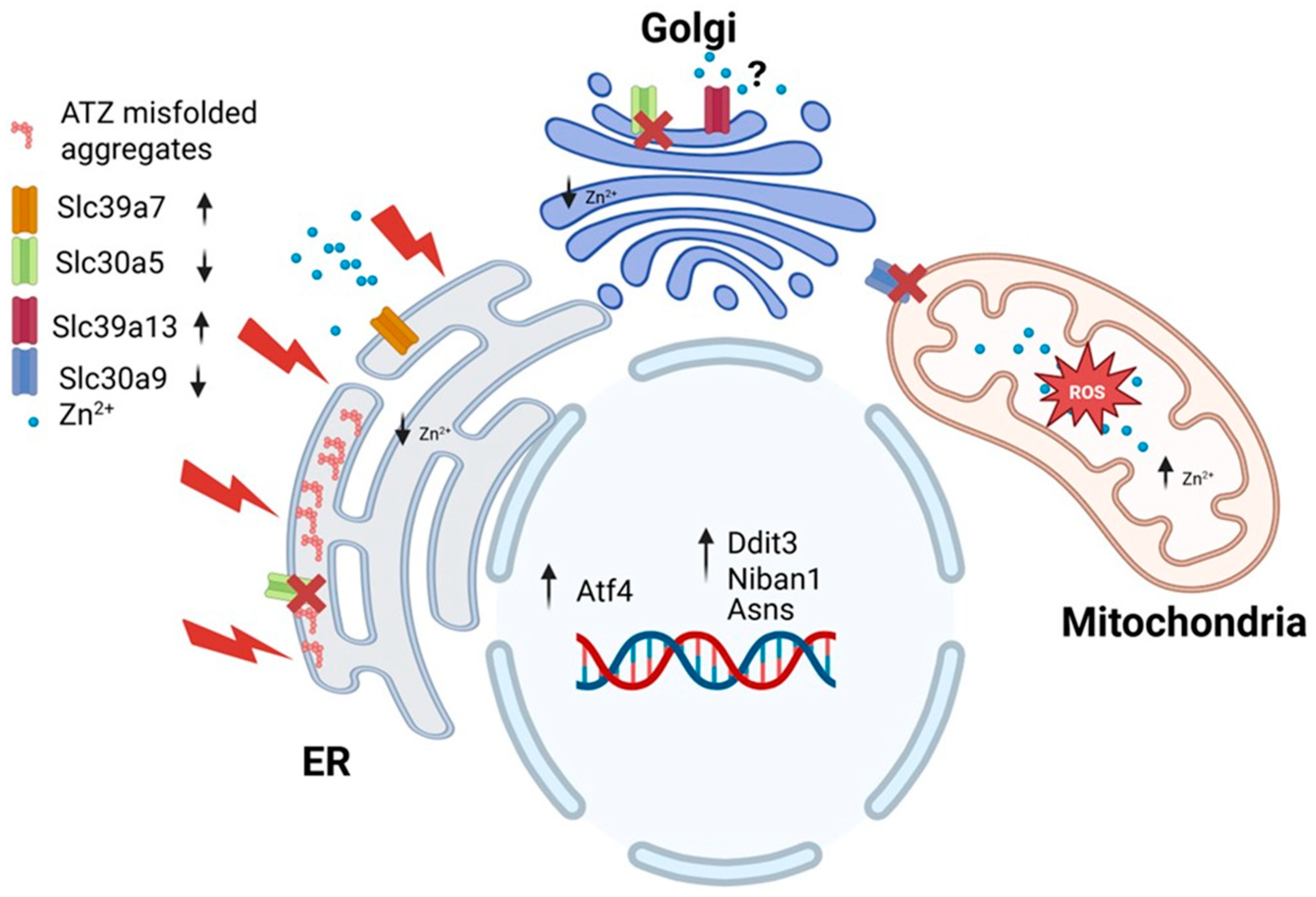Nutrients 17 01913 g007 Nutrients 17 01913 g007
