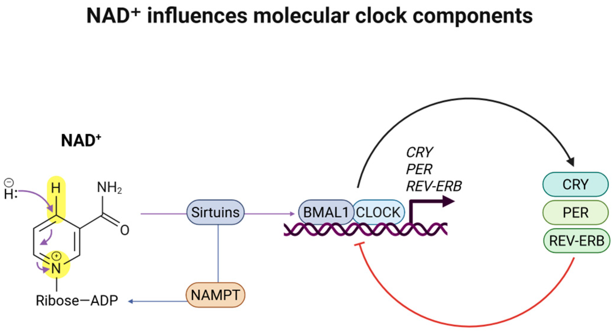 Nutrients 17 01982 g001