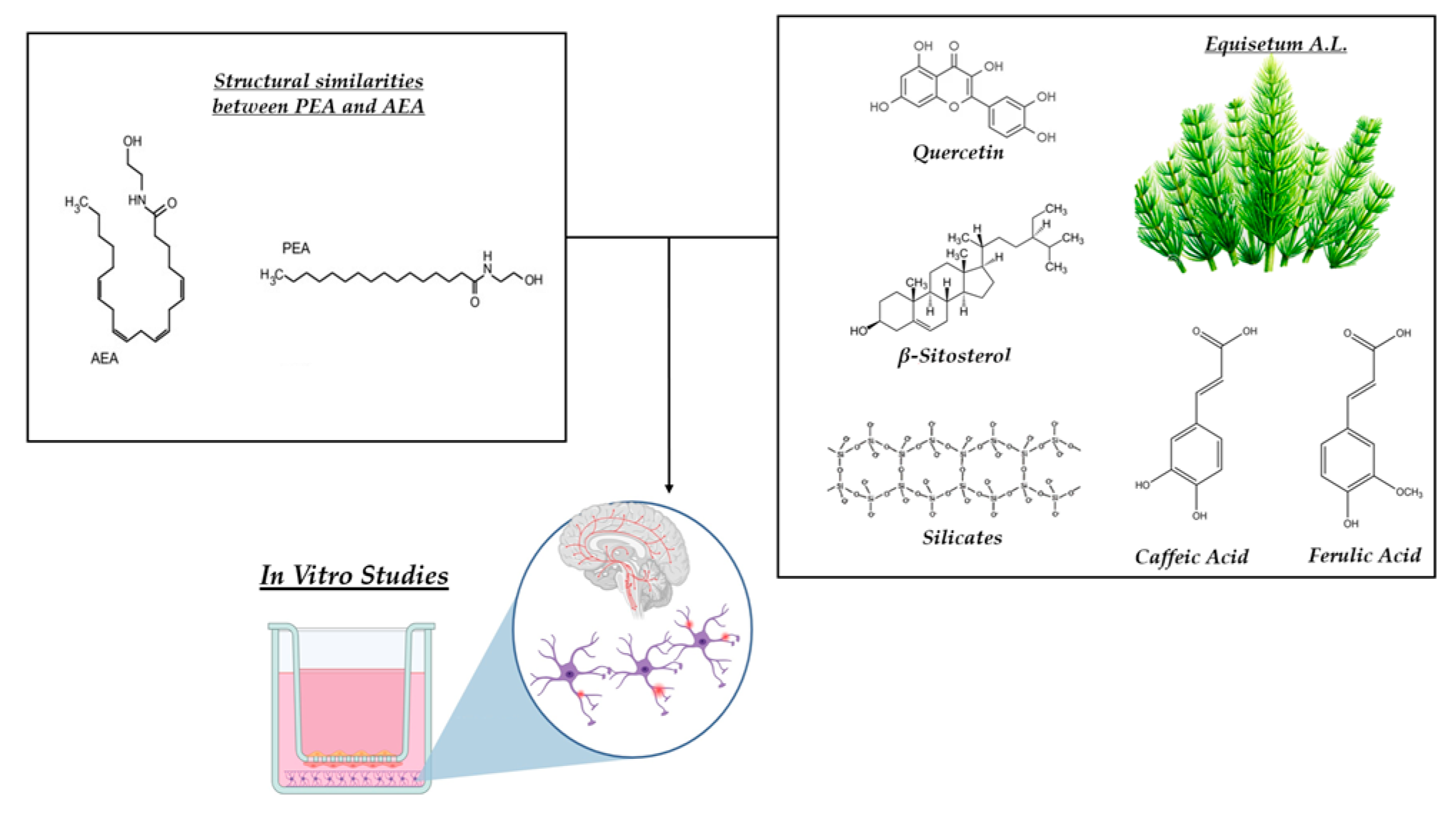 Nutrients 17 01998 g001