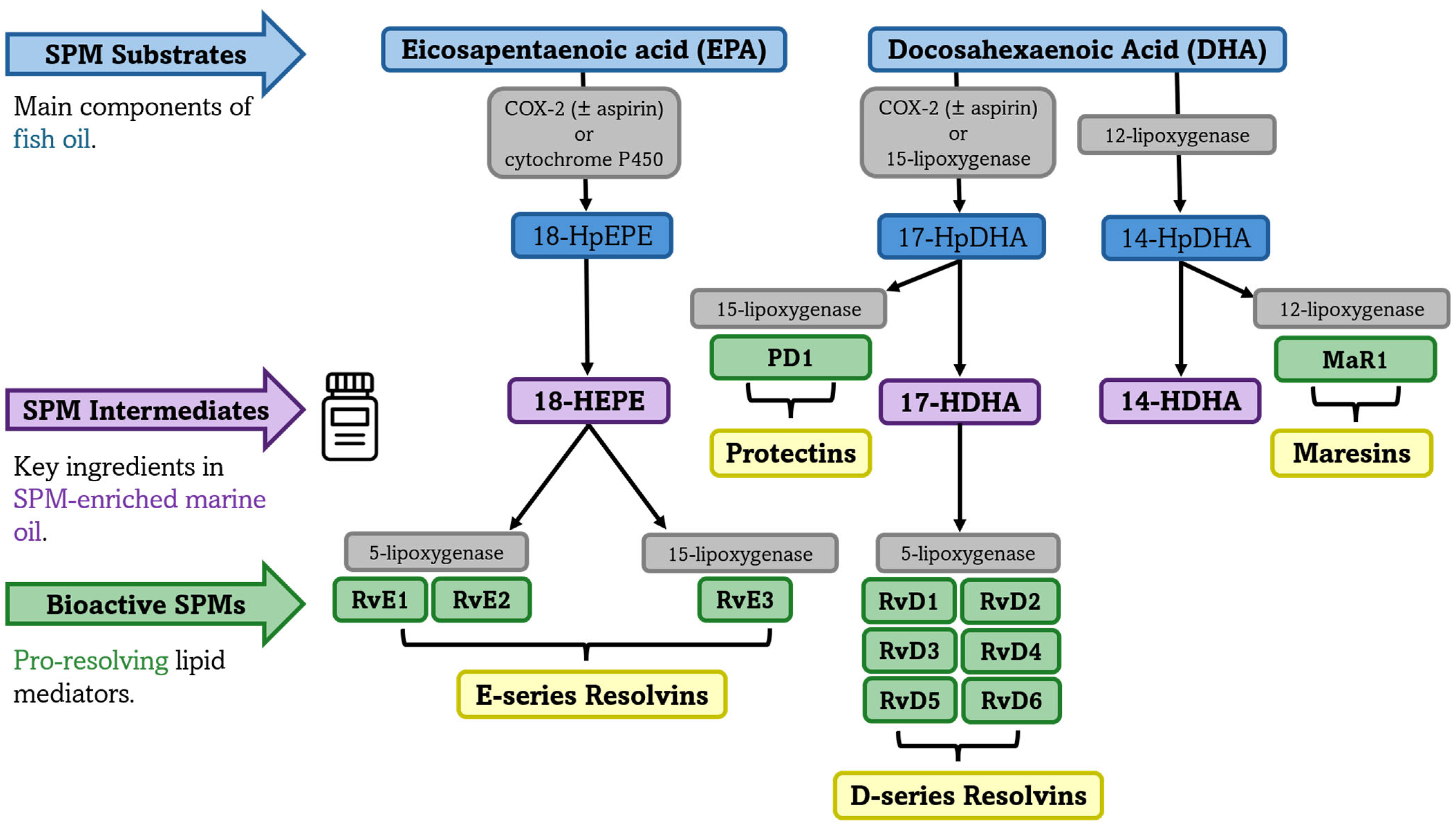Nutrients 17 02014 g002