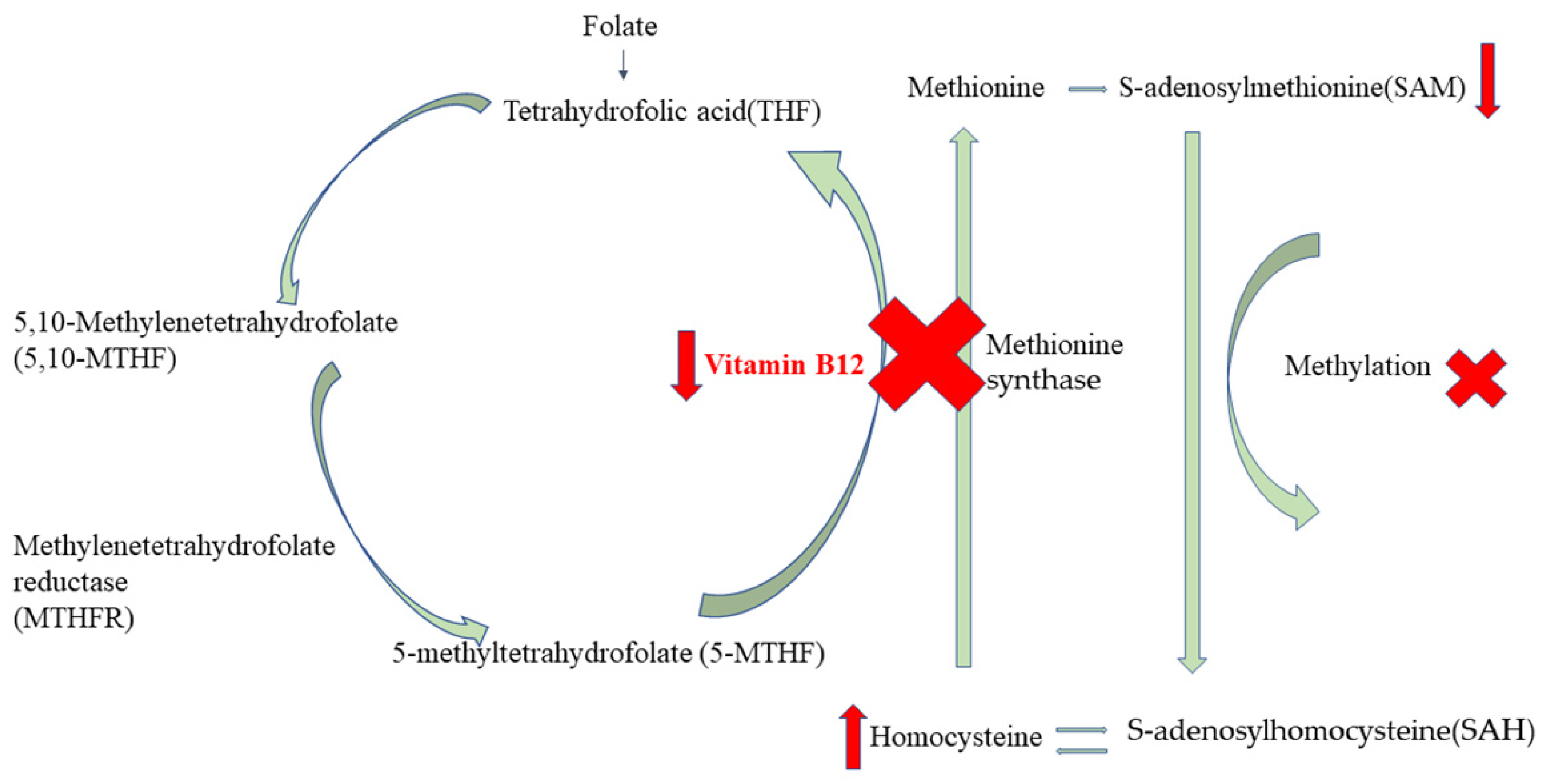 Nutrients 17 02040 g005