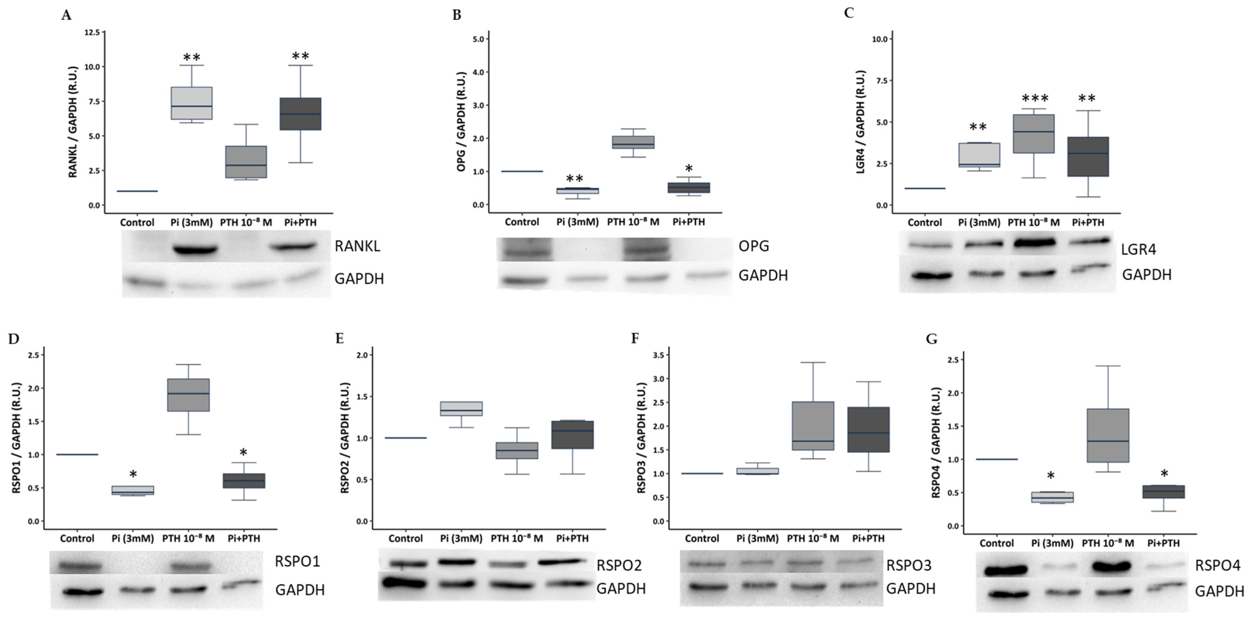 Nutrients 17 02049 g001