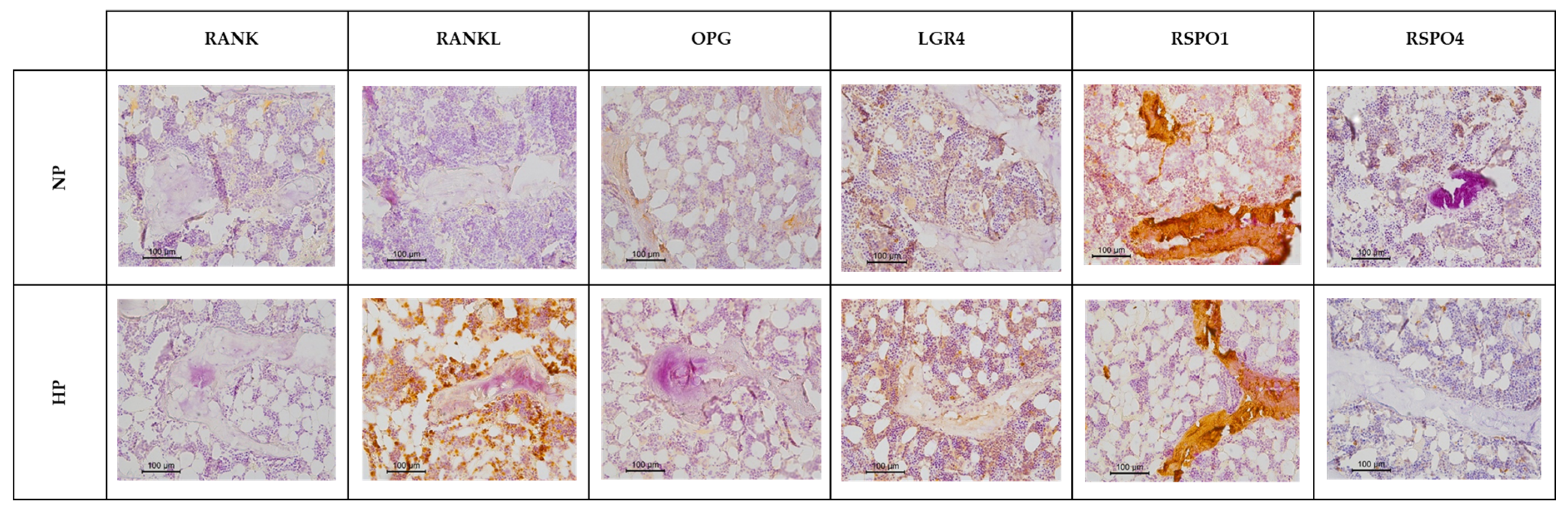 Nutrients 17 02049 g005