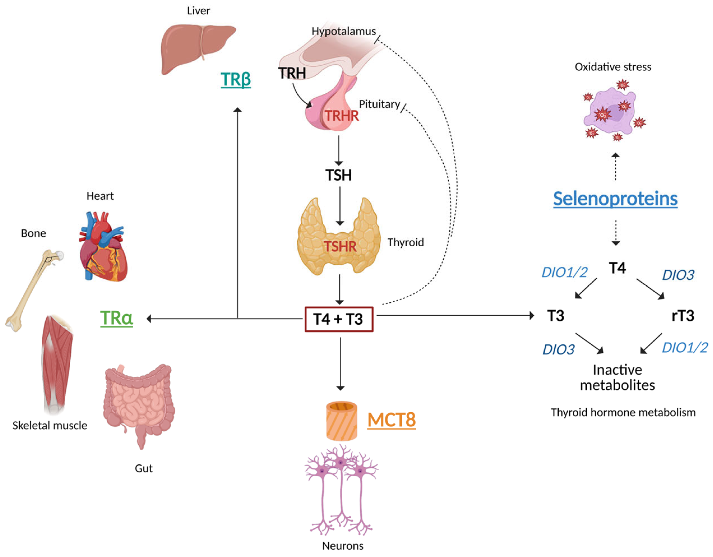 Nutrients 17 02053 g001