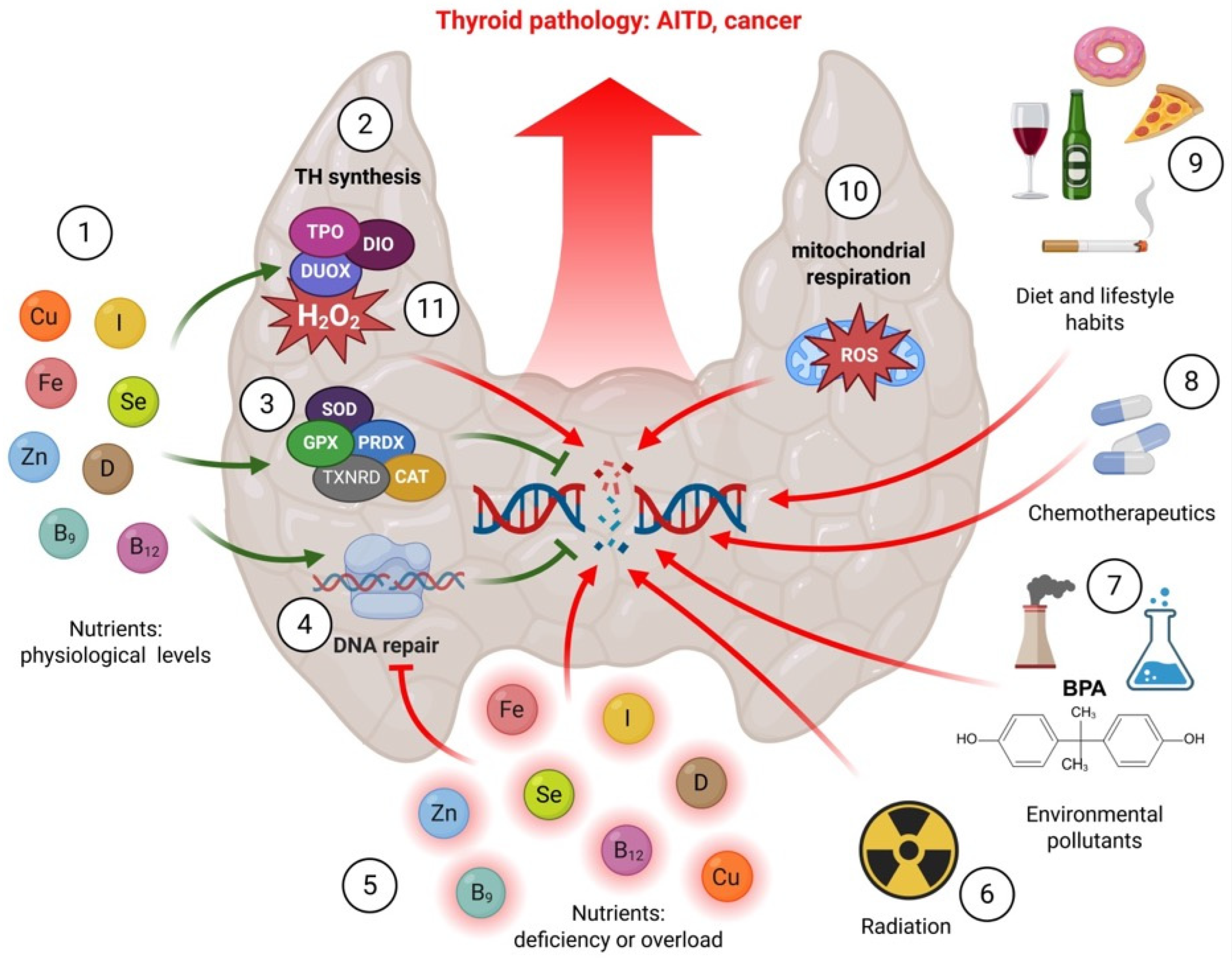 Nutrients 17 02065 g001 Nutrients 17 02065 g001