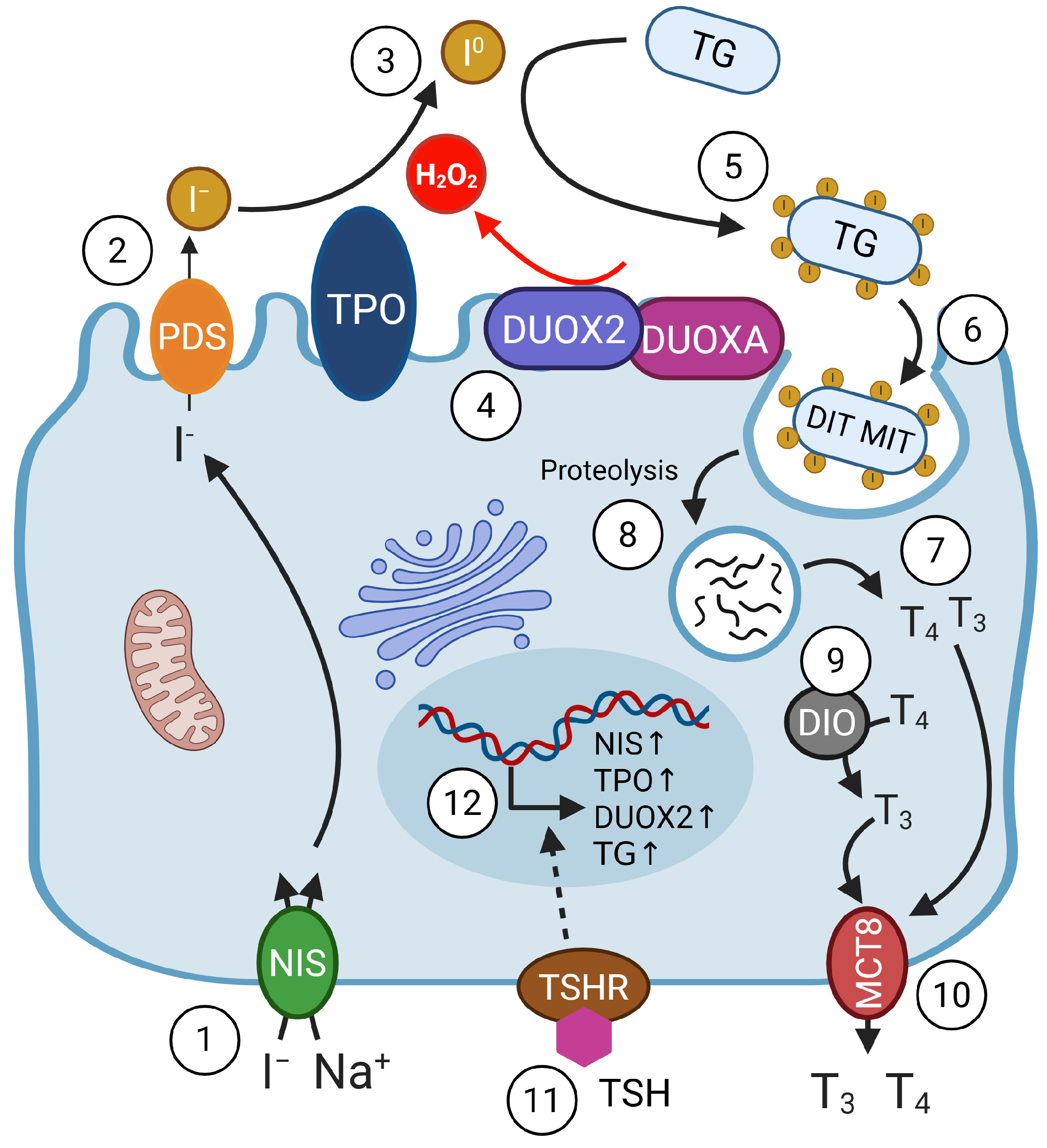Nutrients 17 02065 g002 Nutrients 17 02065 g002
