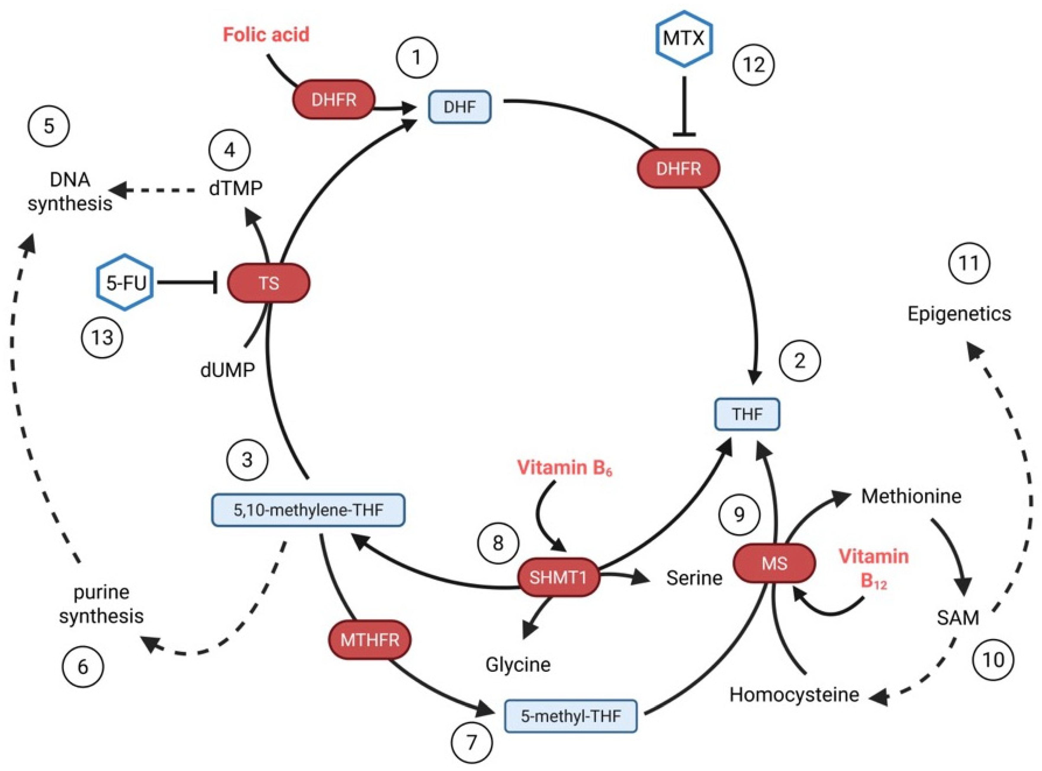 Nutrients 17 02065 g003 Nutrients 17 02065 g003