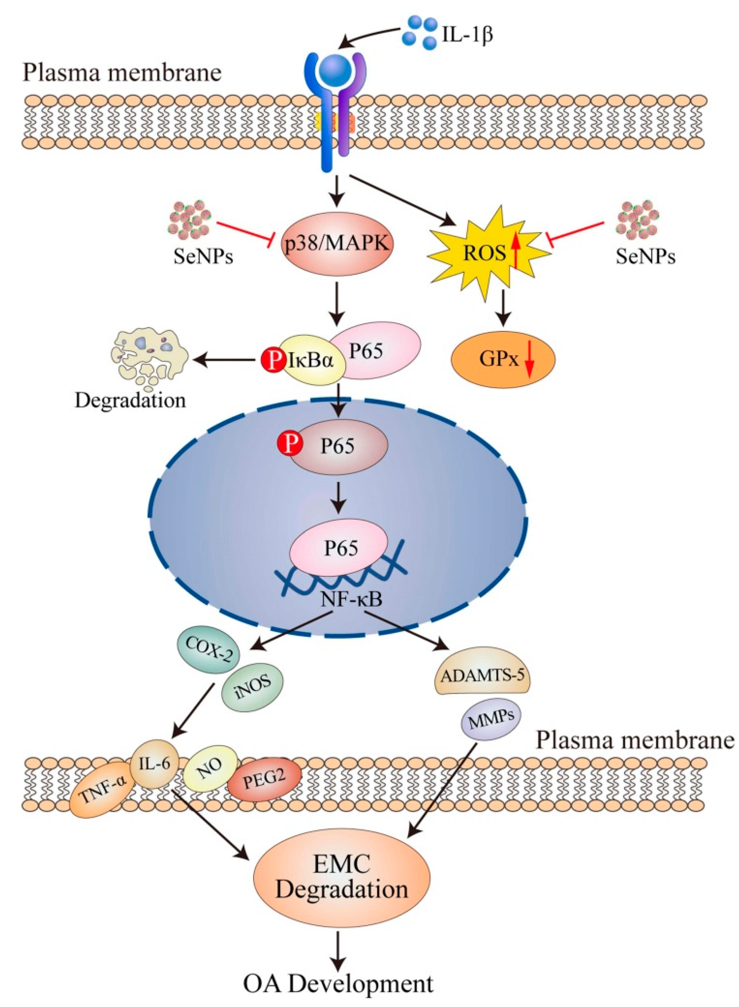 Nutrients 17 02069 g003
