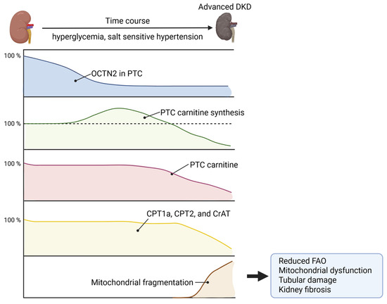 Carnitine Deficiency in Chronic Kidney Disease: Pathophysiology, Clinical  Implications, and Therapeutic Perspectives